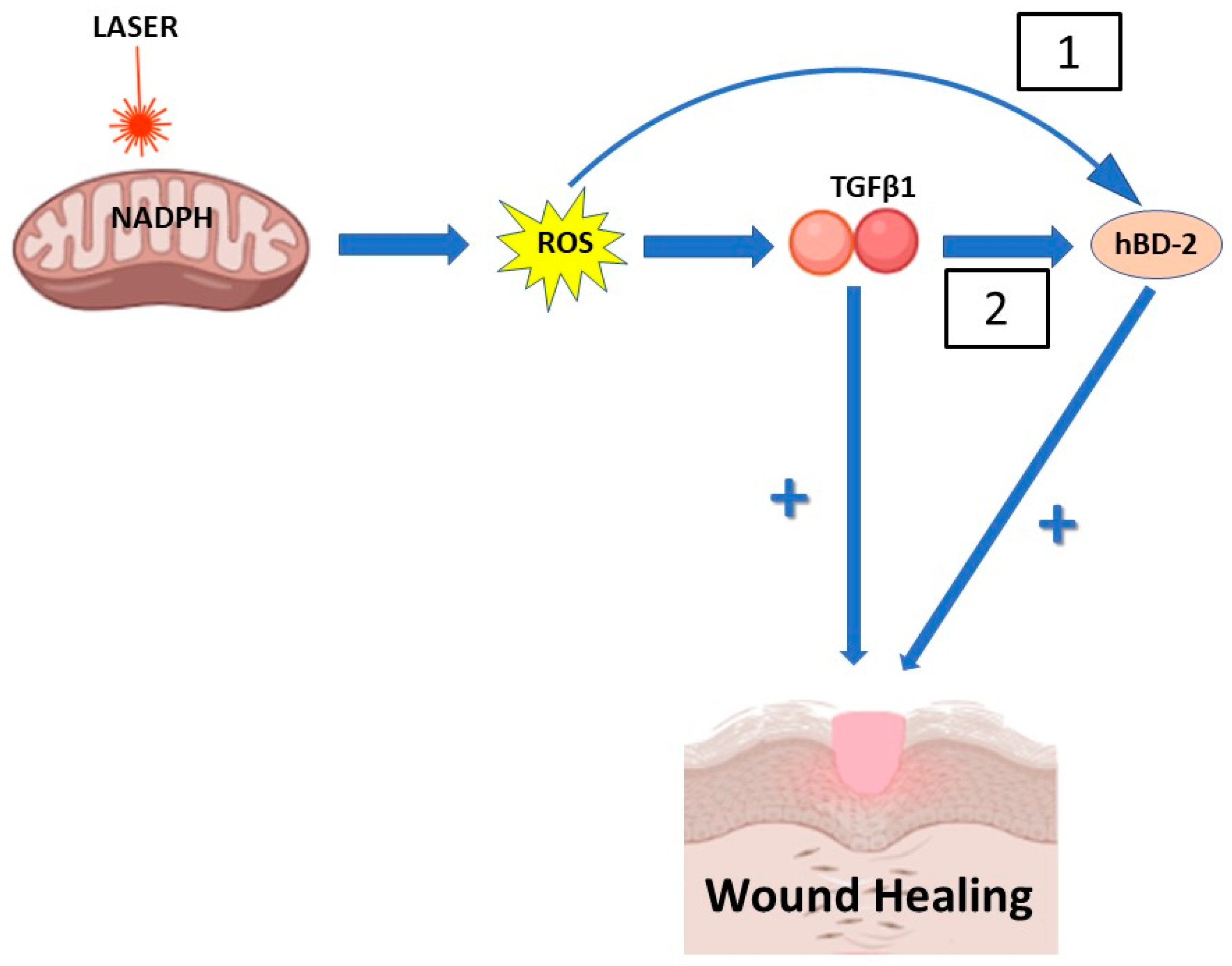 Antioxidants 12 01550 g005