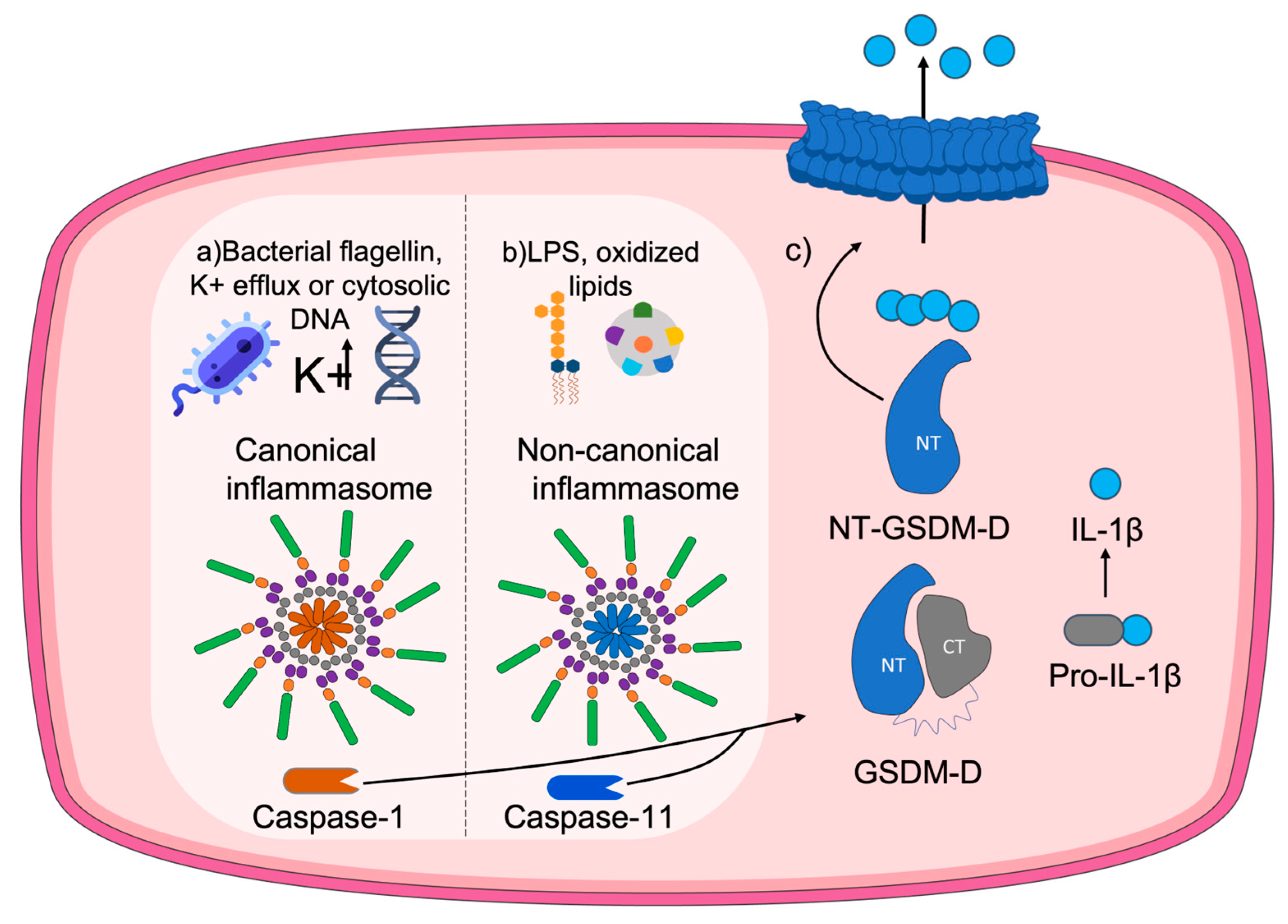 Antioxidants 12 01551 g003
