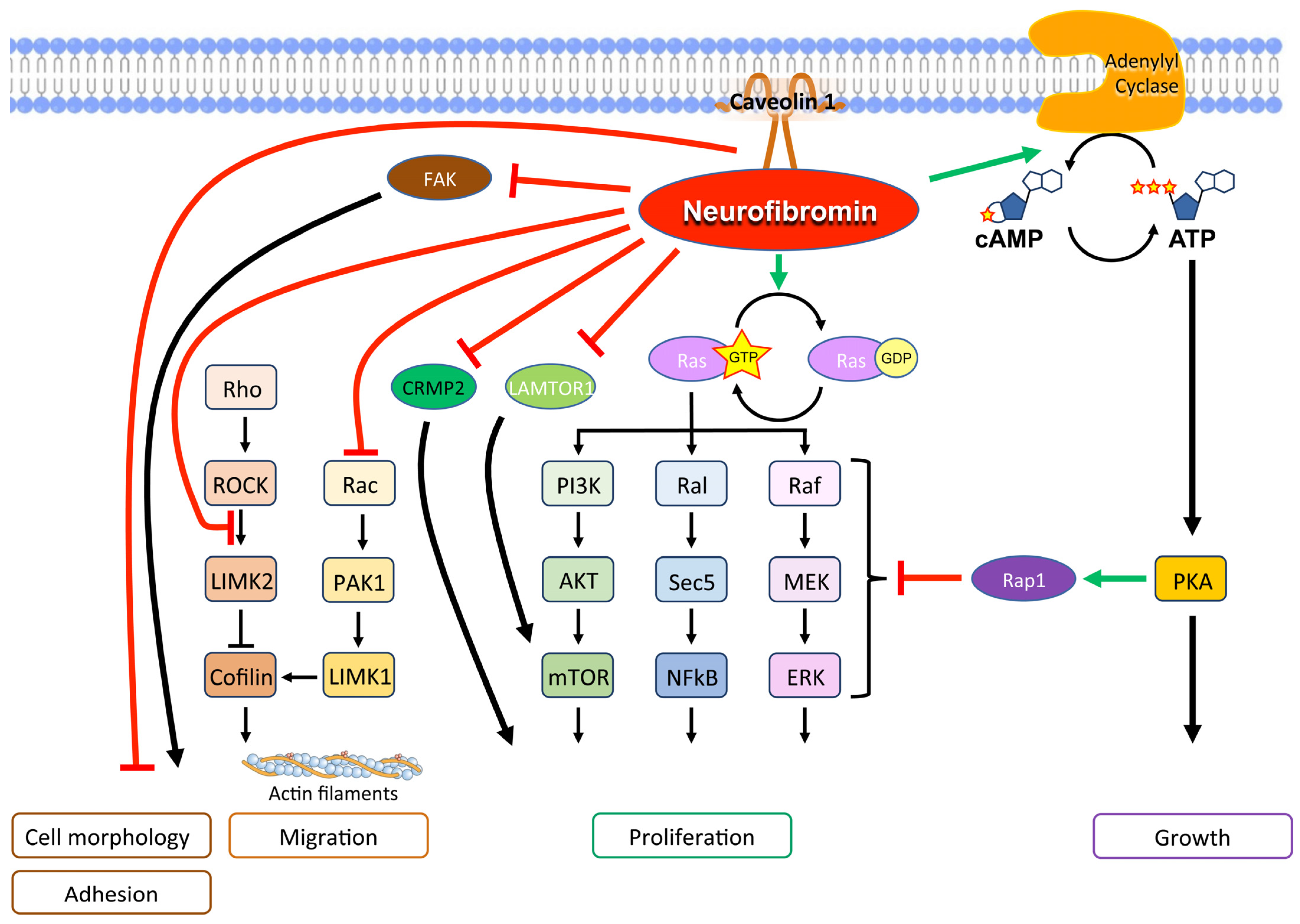 Antioxidants 12 01557 g003