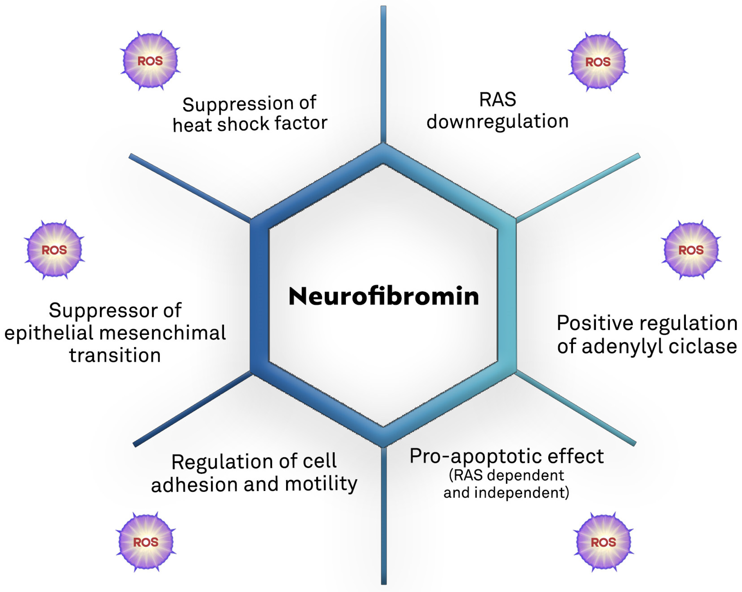 Antioxidants 12 01557 g004