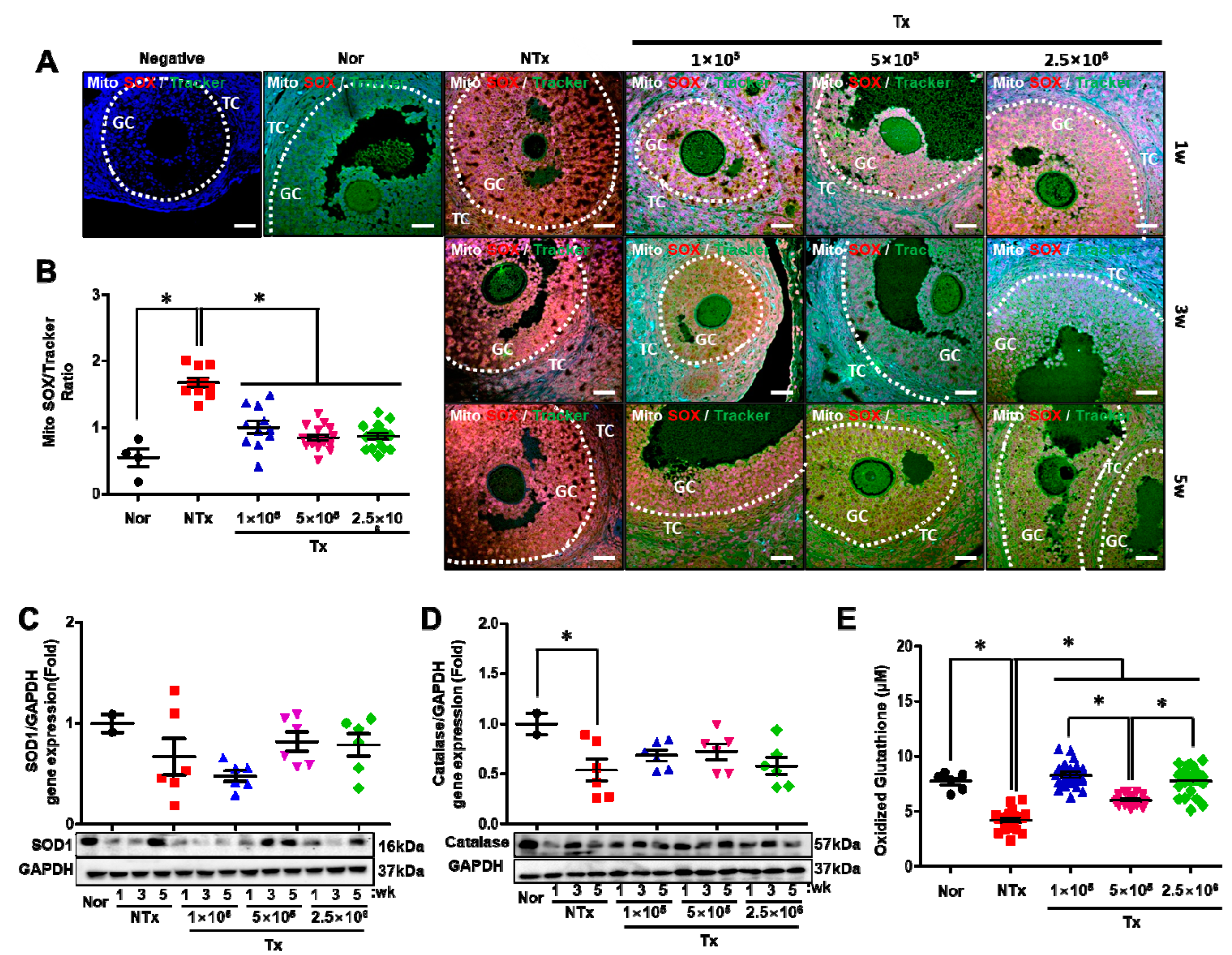 Antioxidants 12 01575 g006