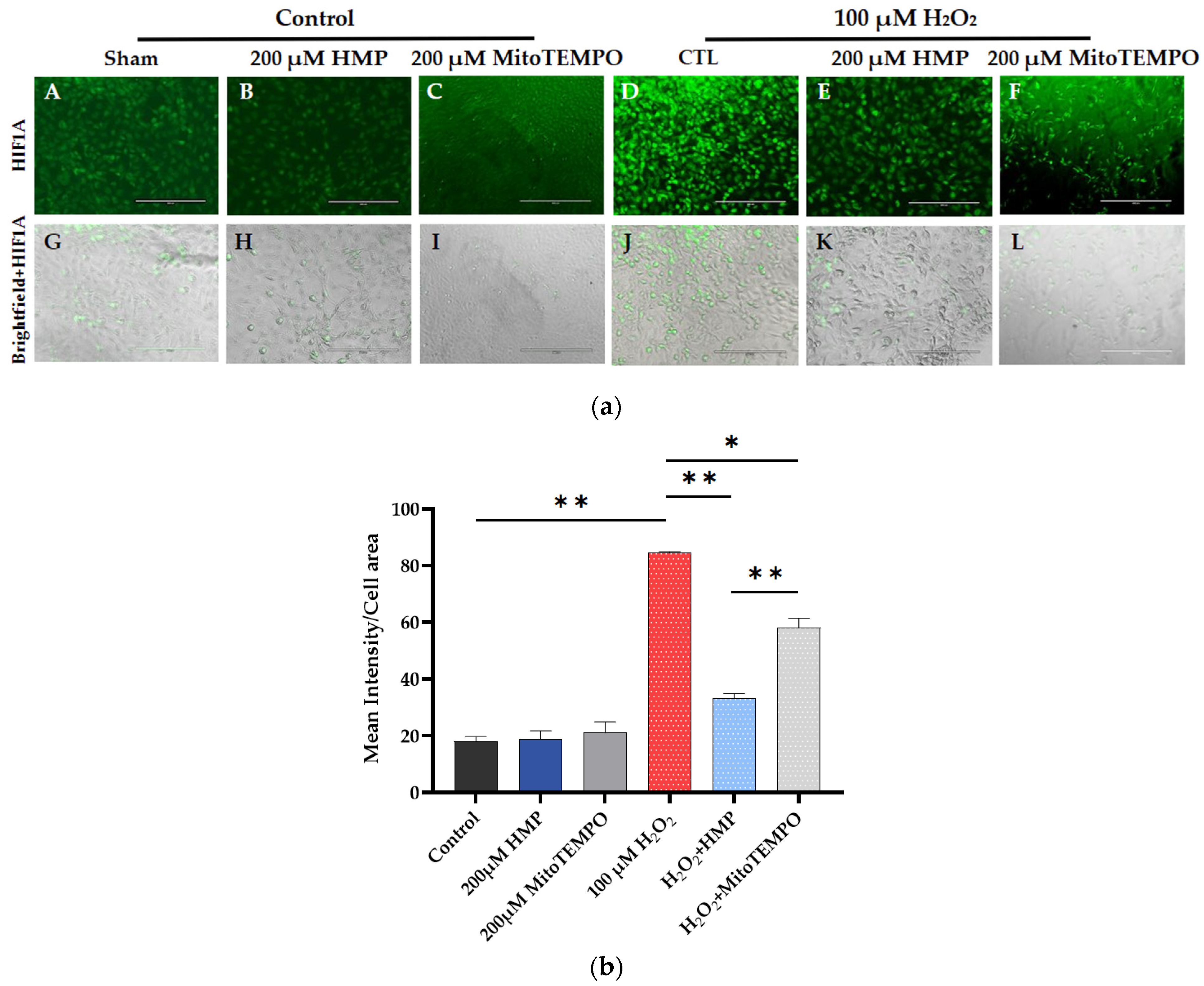 Antioxidants 12 01578 g003