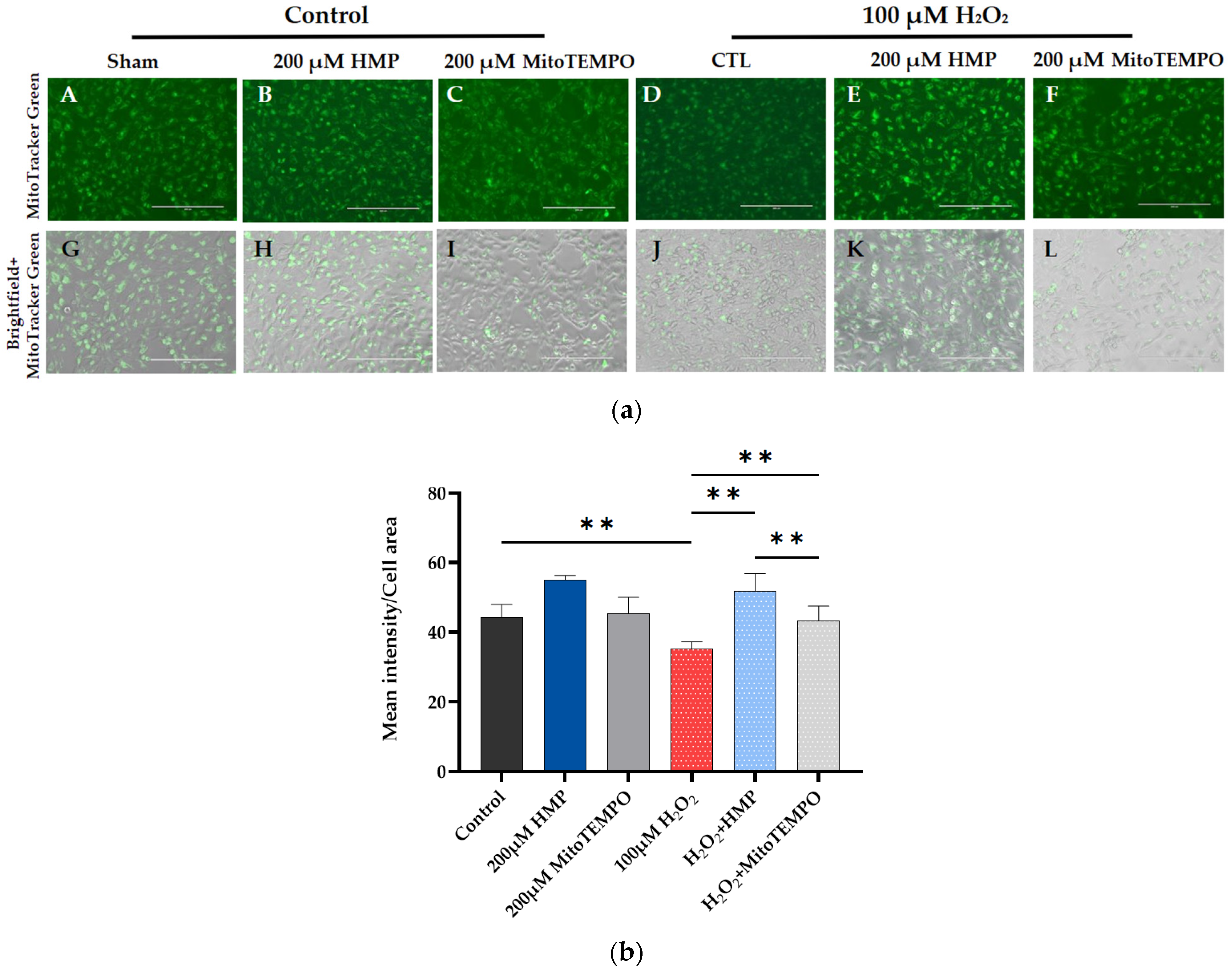 Antioxidants 12 01578 g005