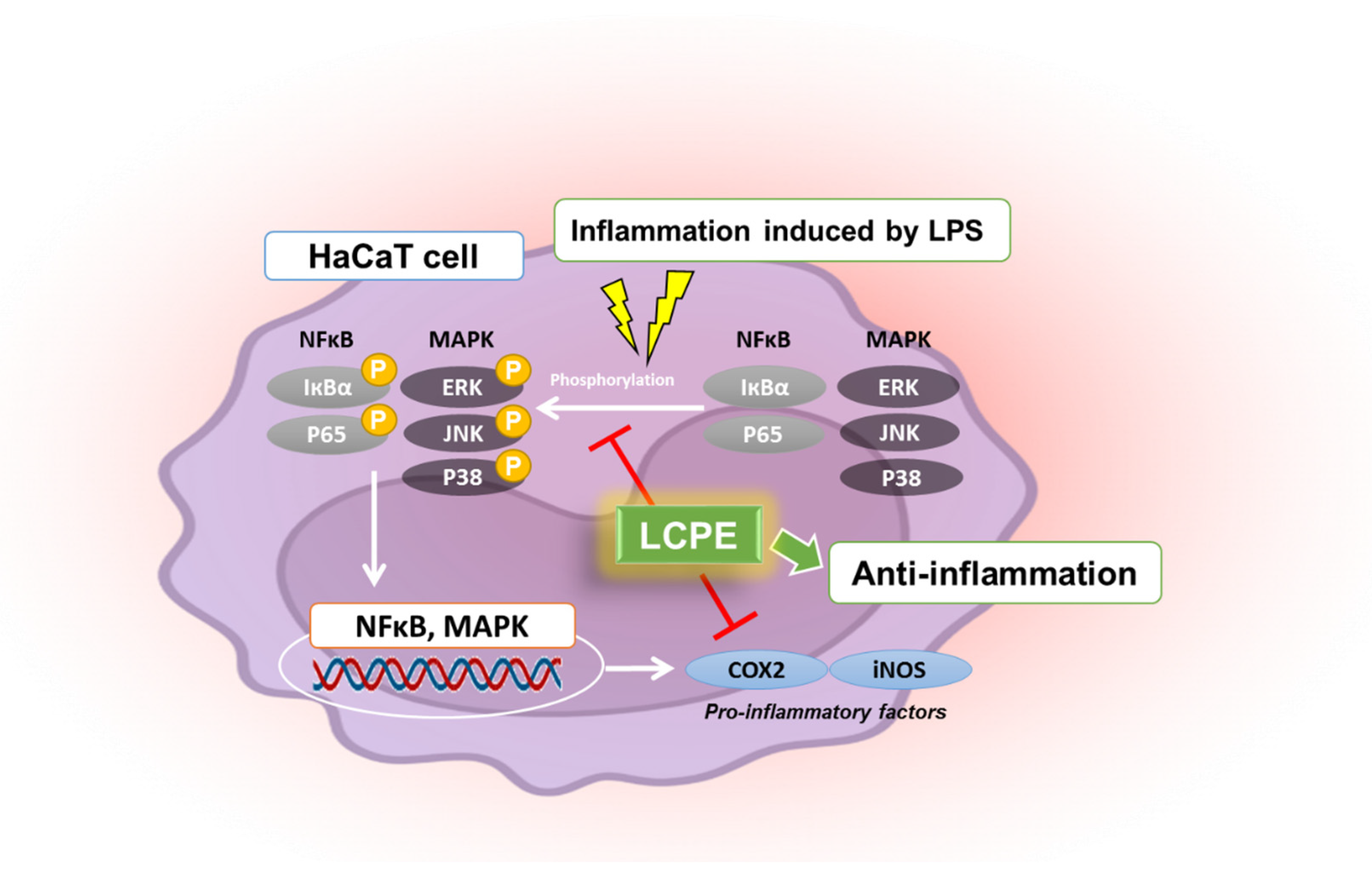 Antioxidants 12 01582 g005