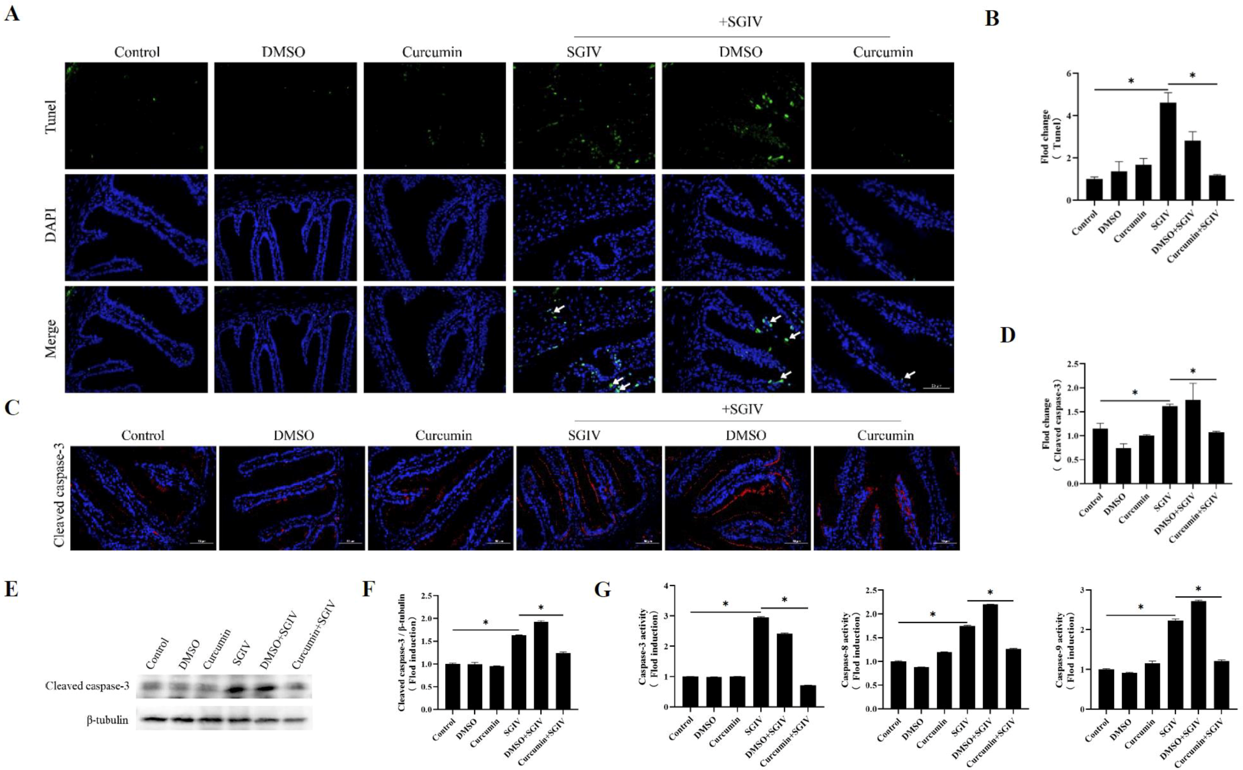 Antioxidants 12 01584 g003