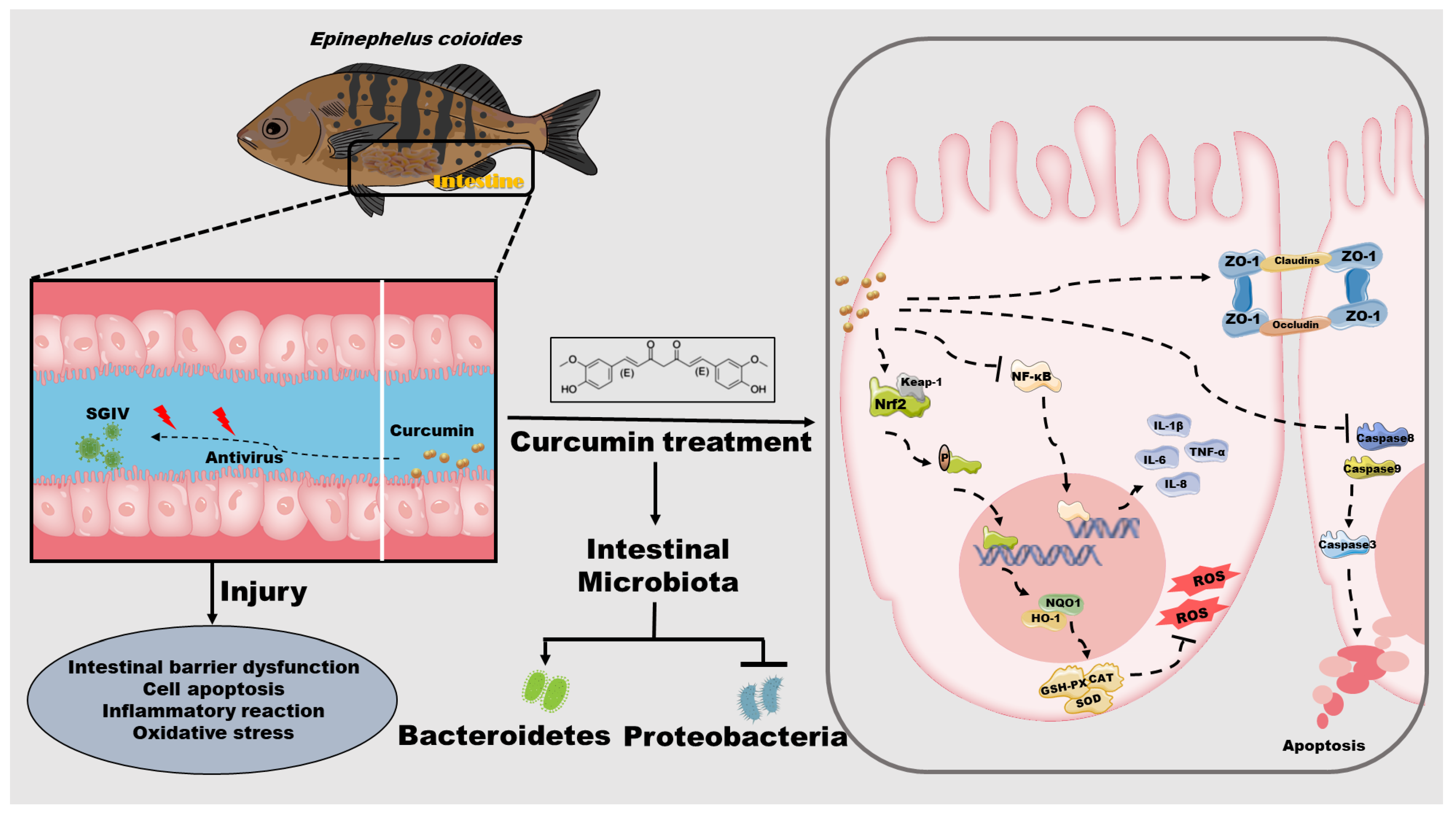 Antioxidants 12 01584 g008
