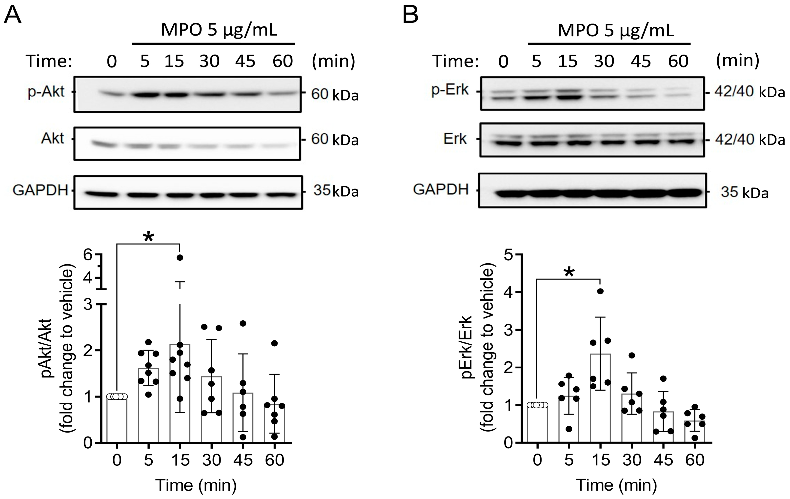 Antioxidants 12 01587 g003