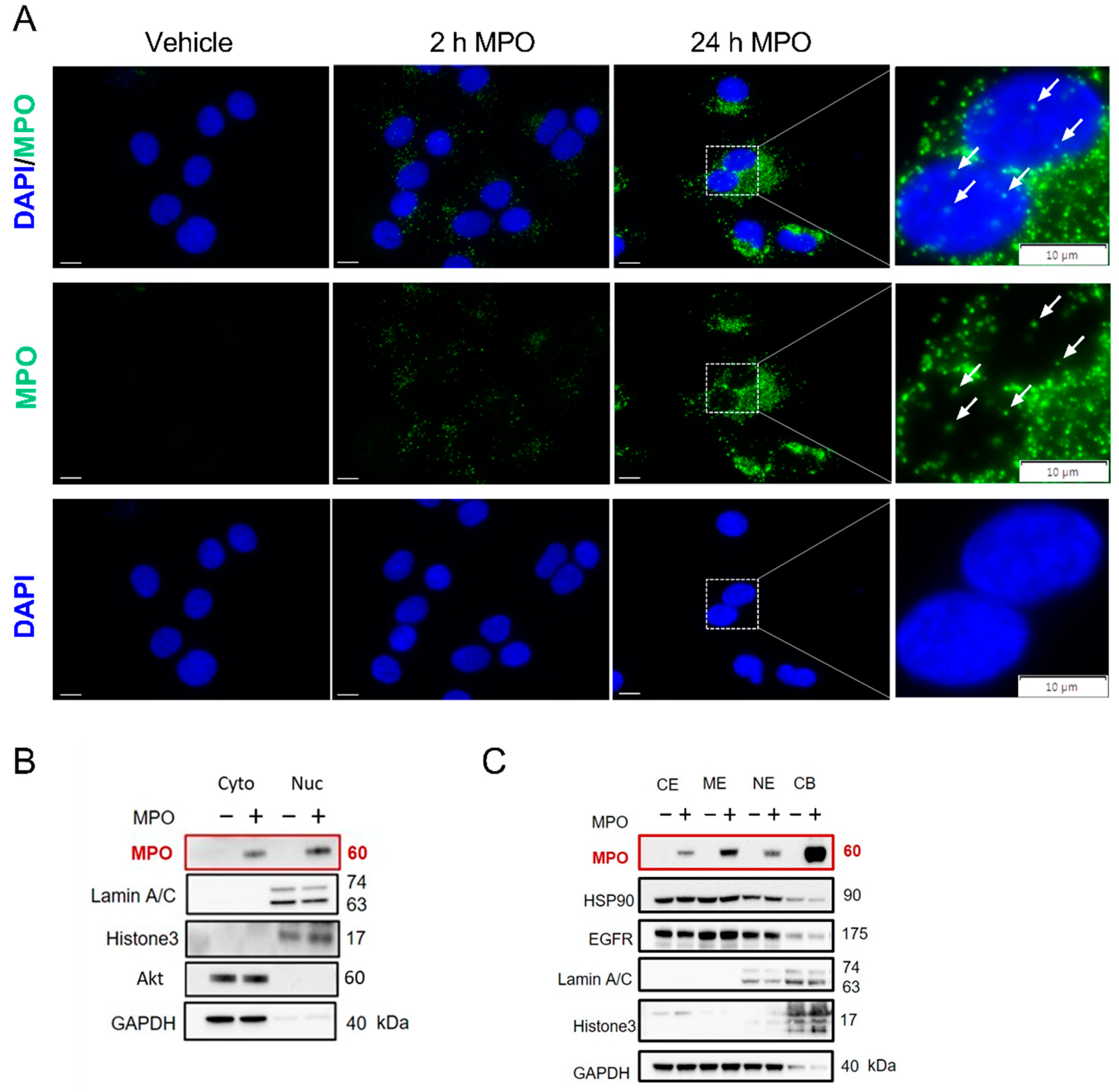 Antioxidants 12 01587 g005