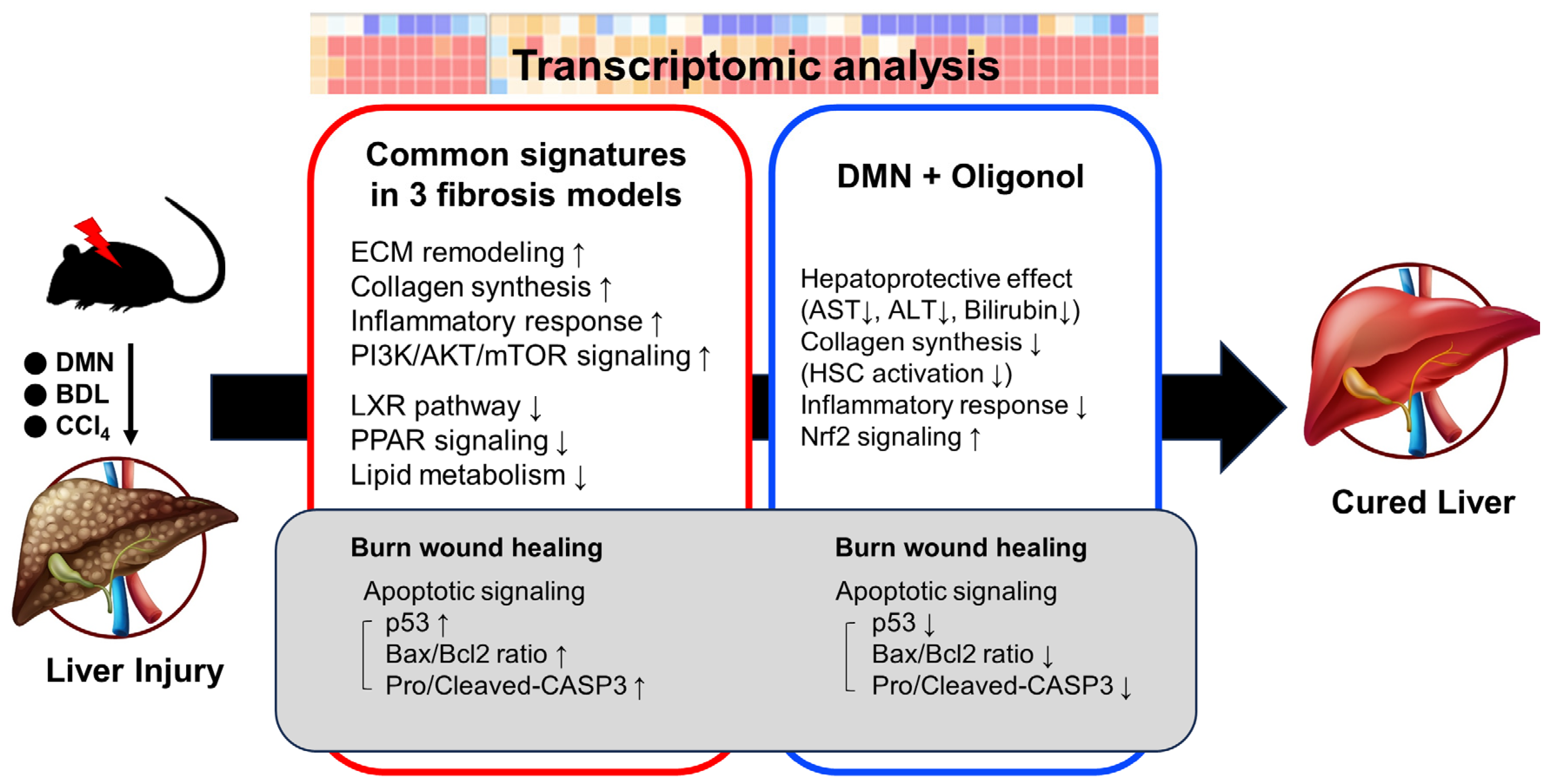 Antioxidants 12 01588 g006