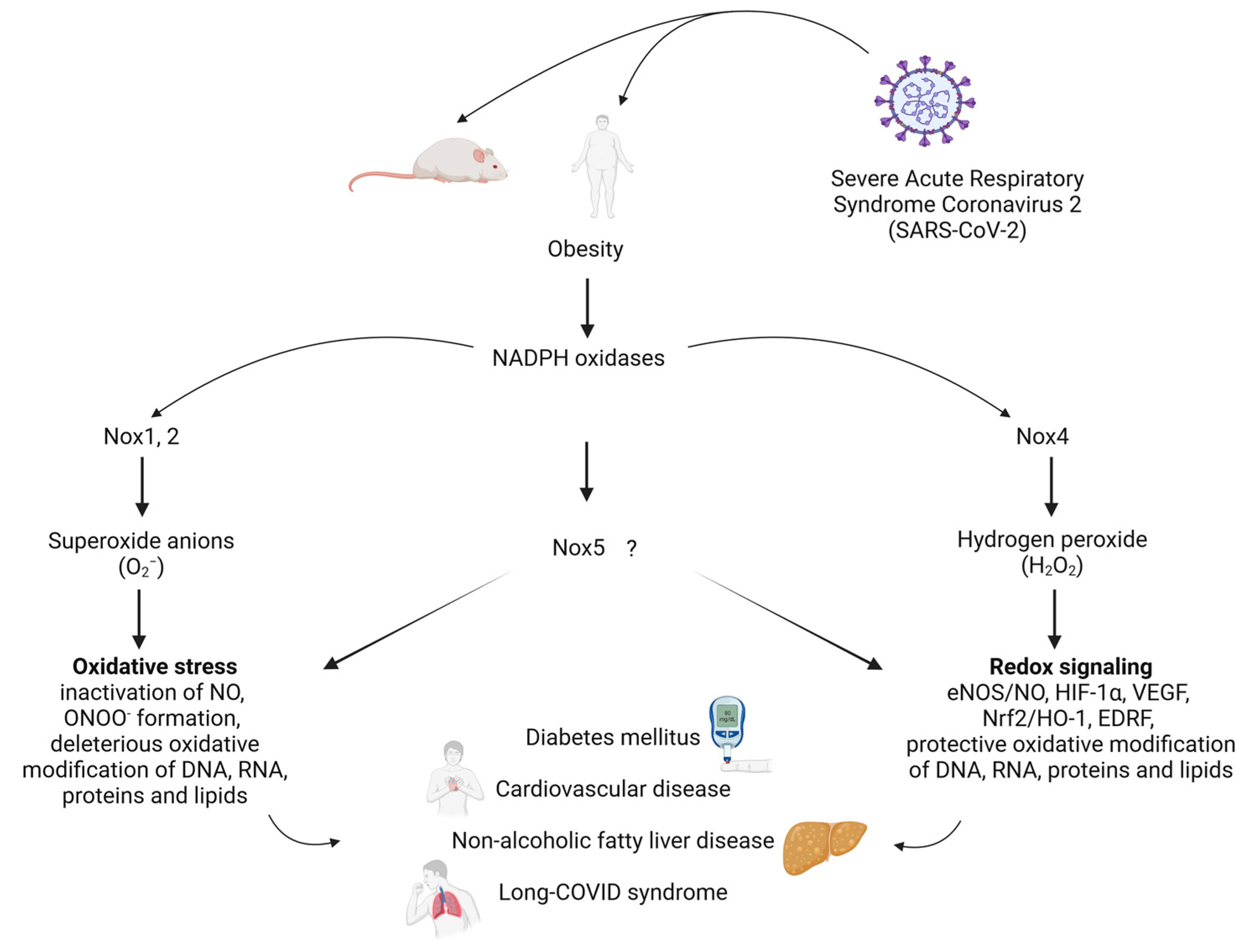 Antioxidants 12 01589 g001