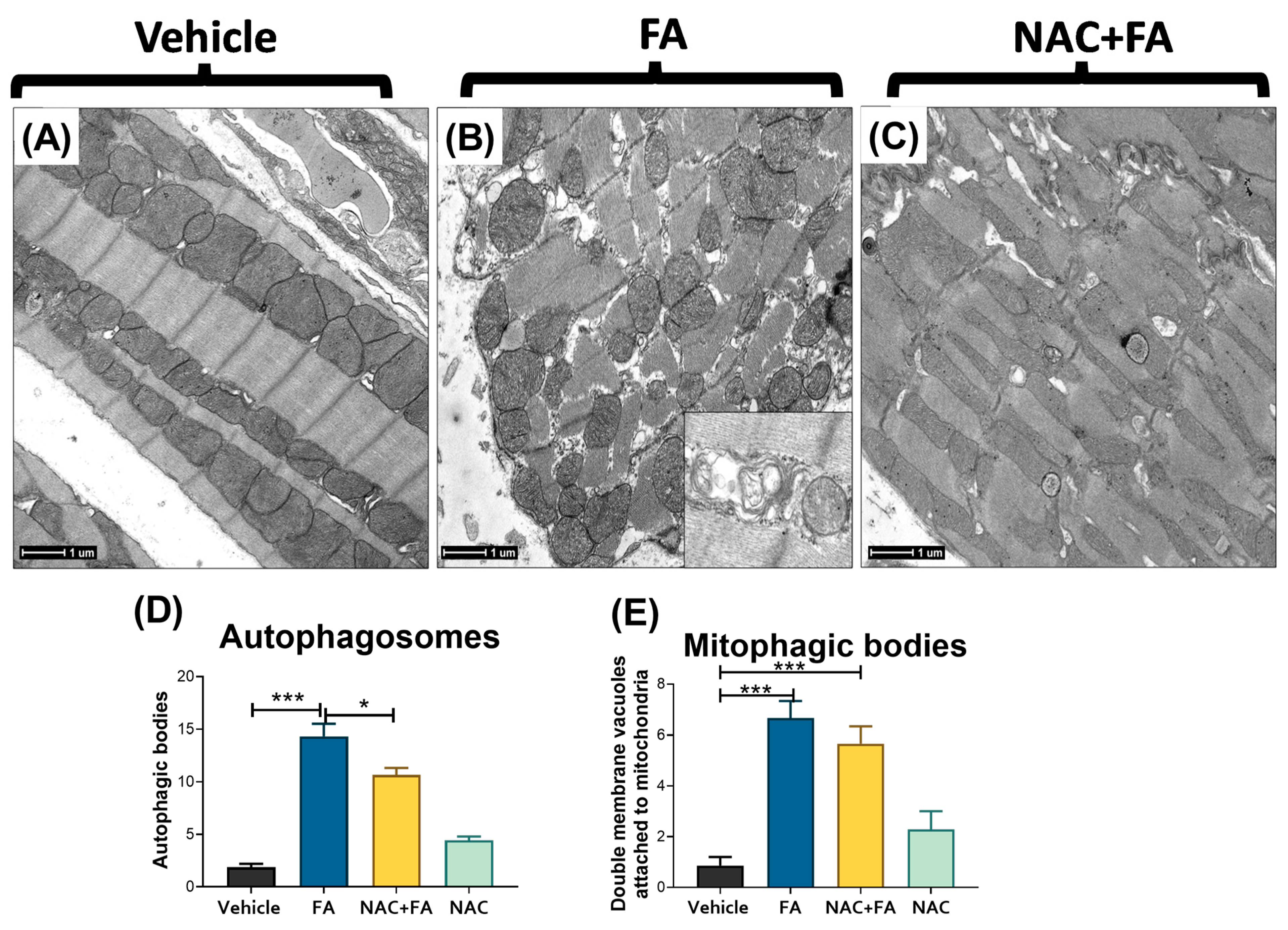 Antioxidants 12 01592 g010