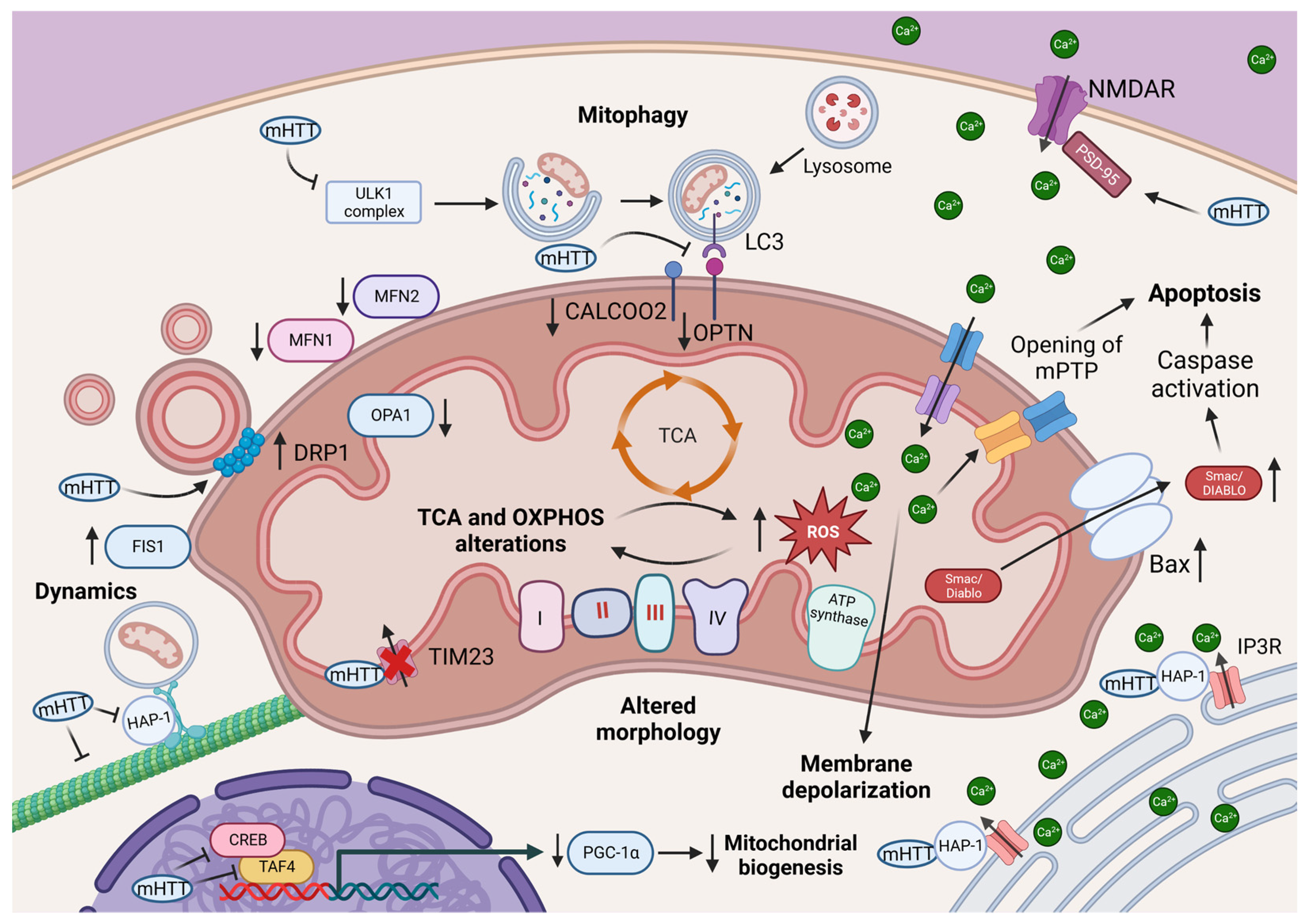 Antioxidants 12 01593 g002