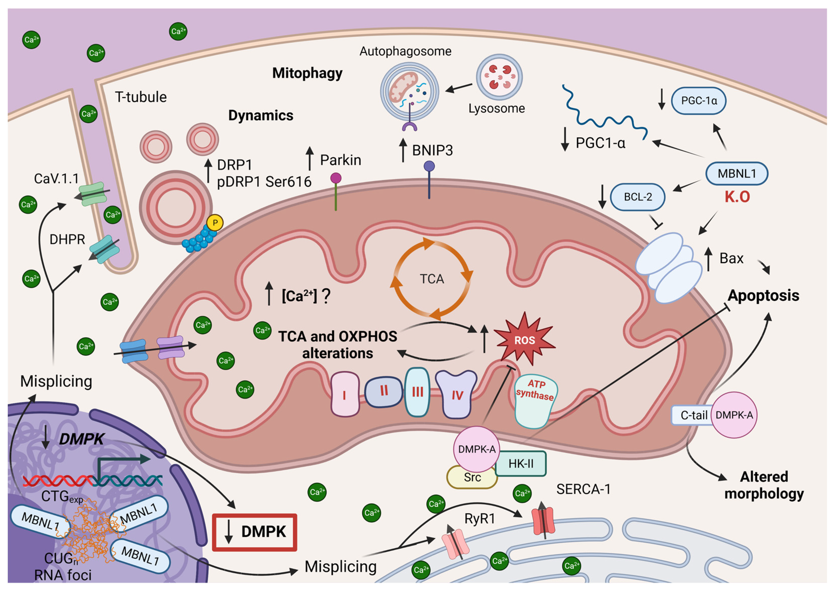 Antioxidants 12 01593 g004