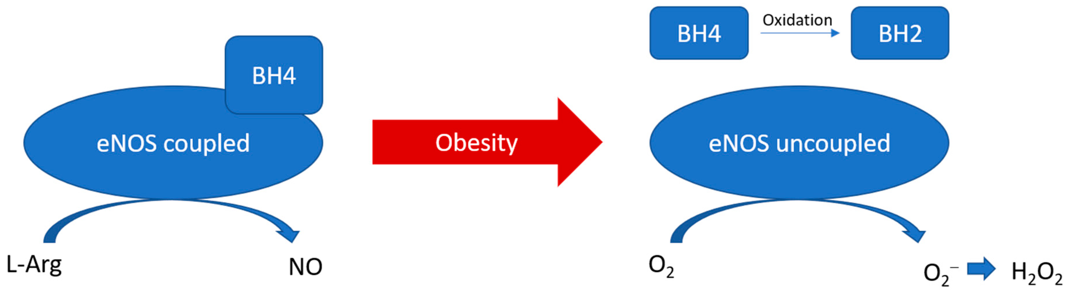 Antioxidants 12 01595 g002