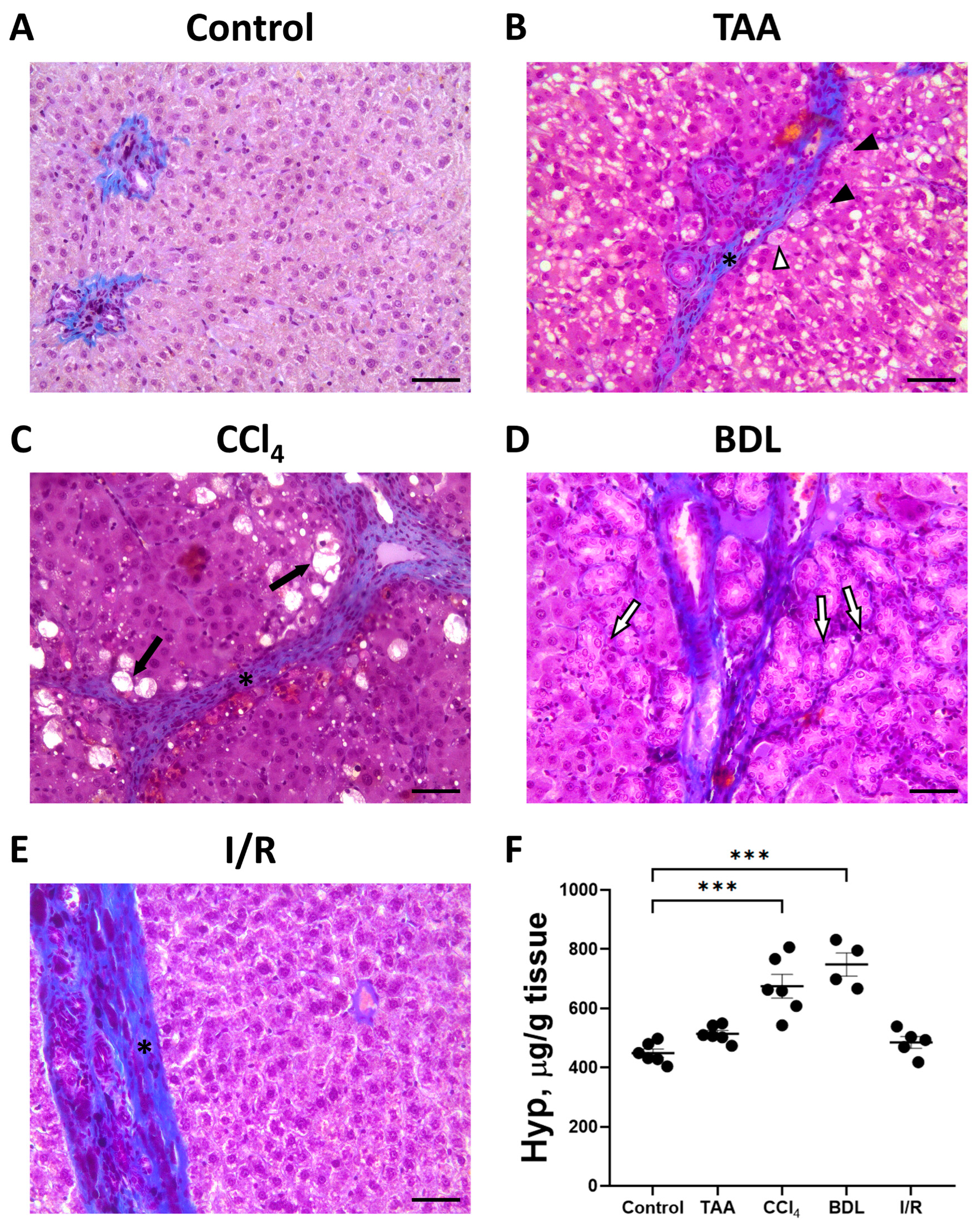 Antioxidants 12 01604 g004