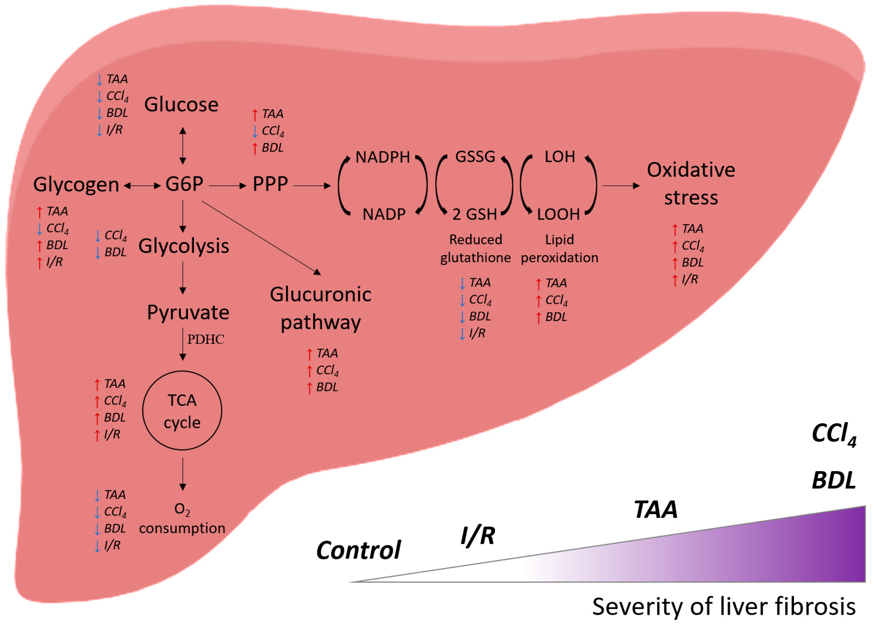 Antioxidants 12 01604 g013