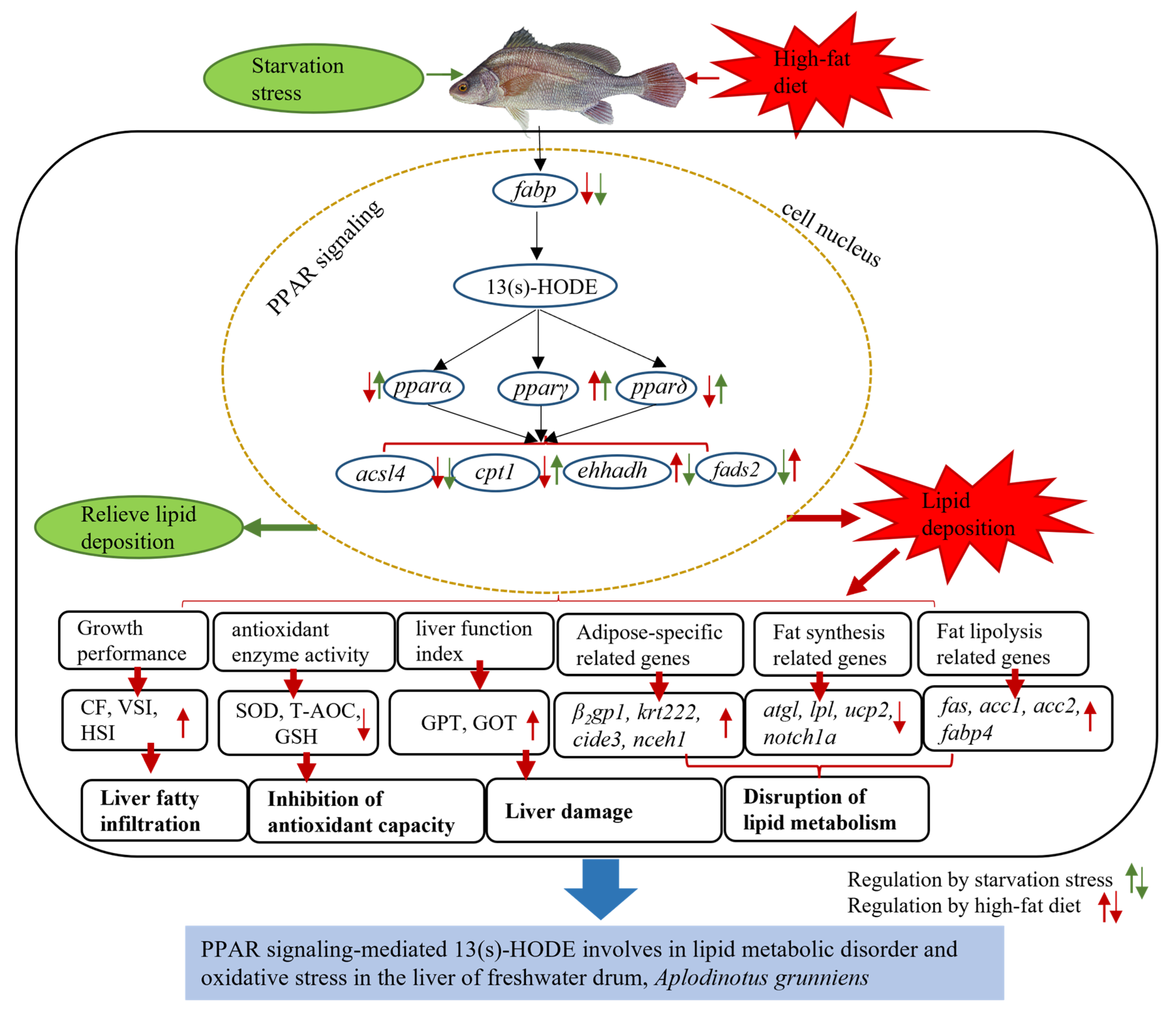 Antioxidants 12 01615 g007