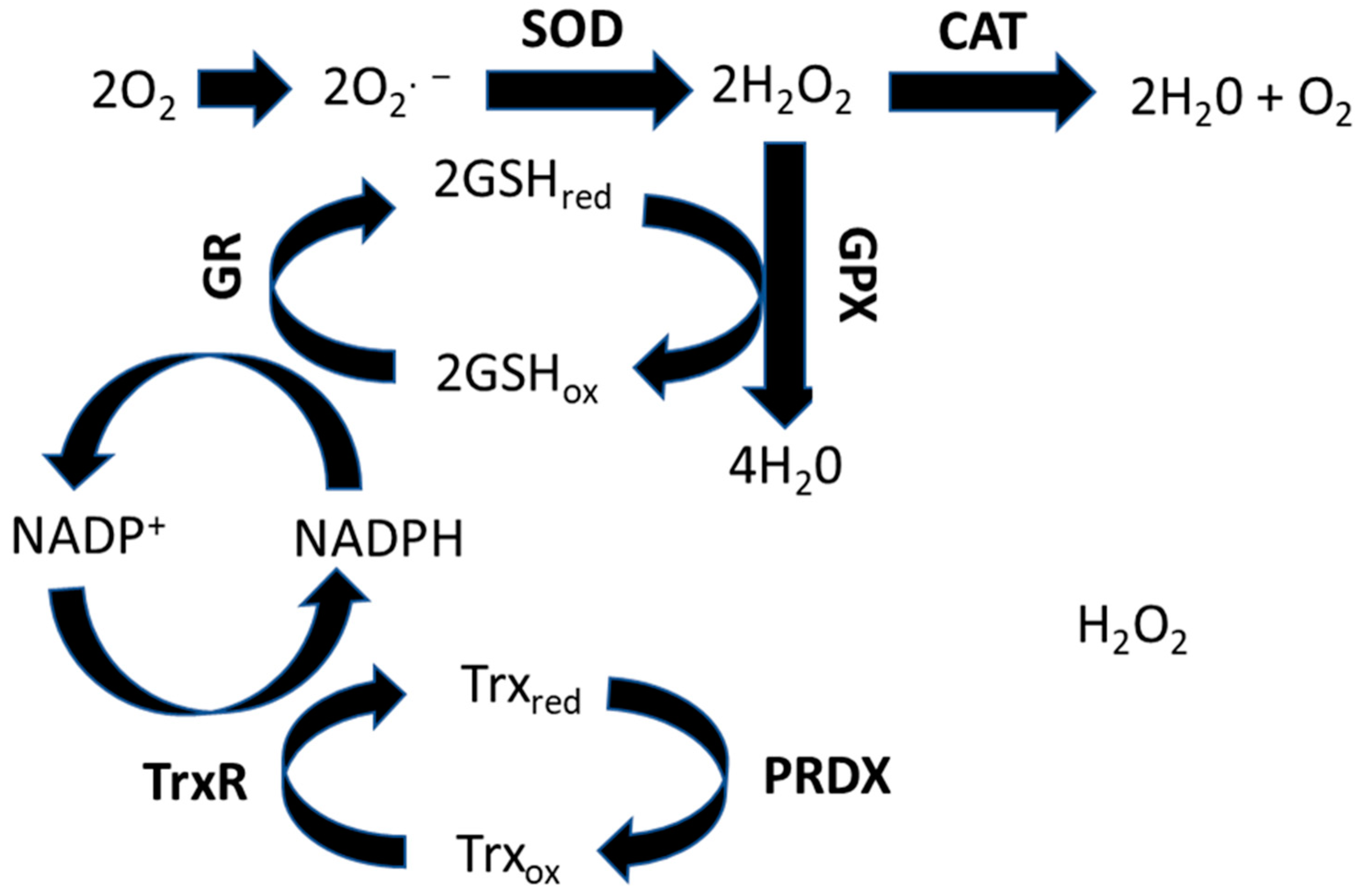 Antioxidants 12 01617 g001 Antioxidants 12 01617 g001