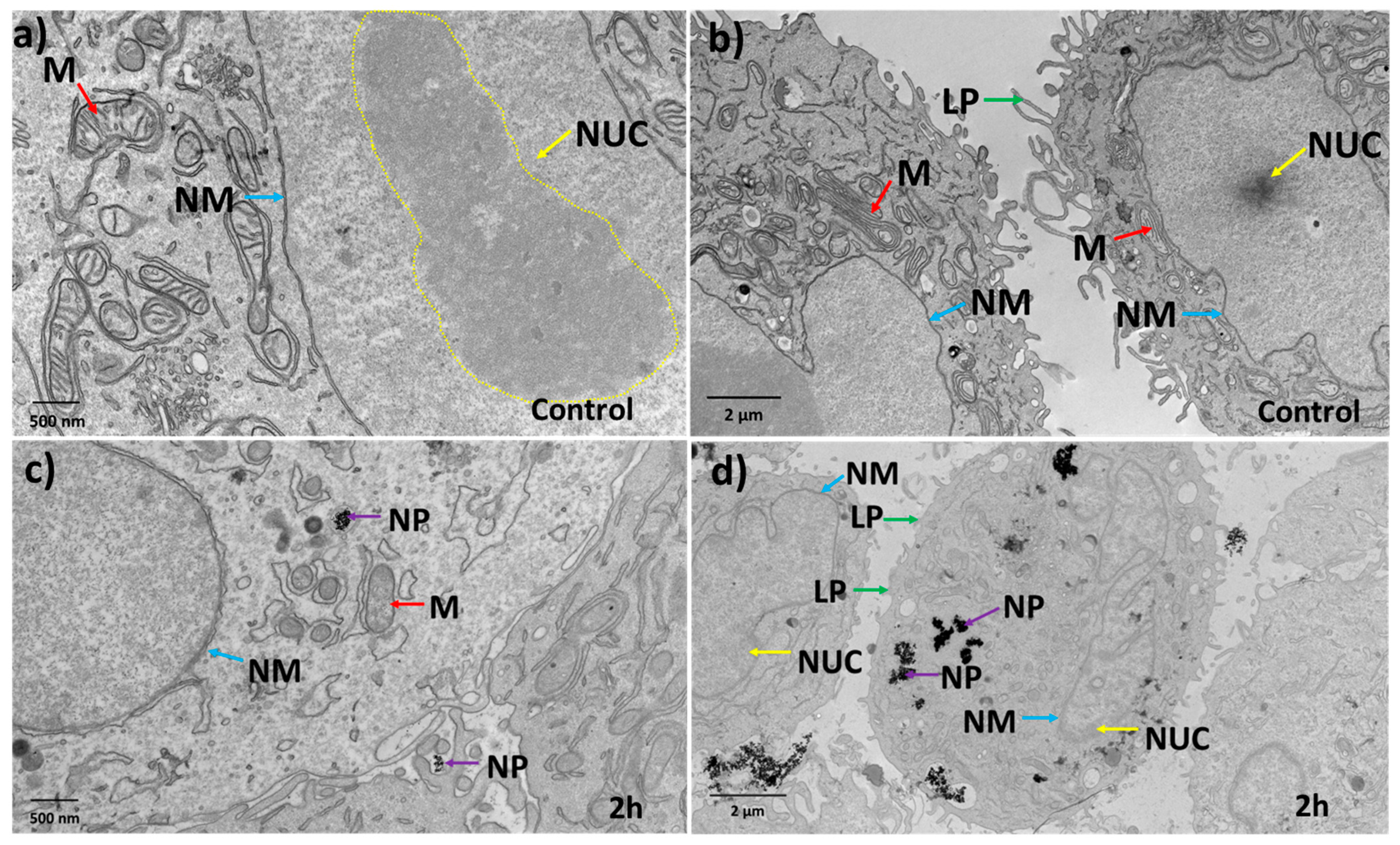 Antioxidants 12 01617 g005 Antioxidants 12 01617 g005
