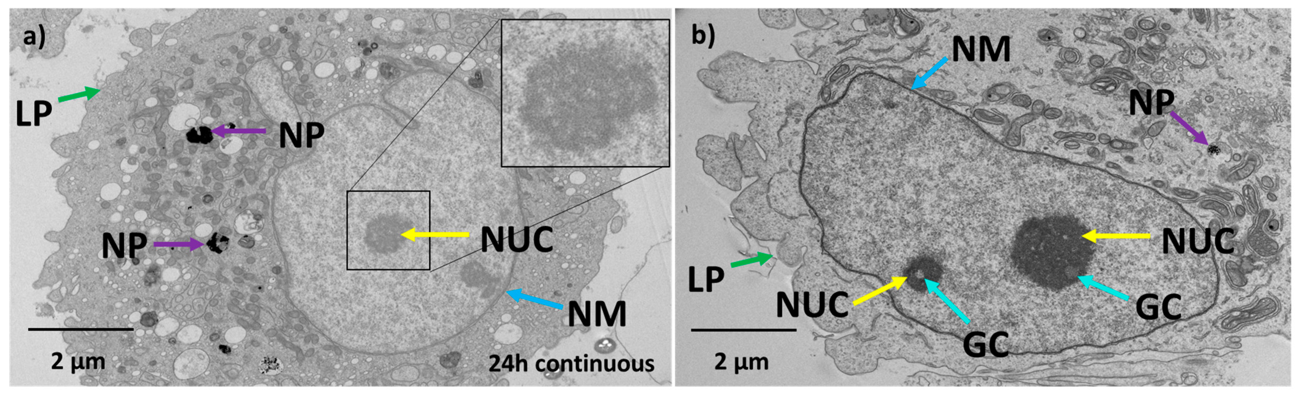 Antioxidants 12 01617 g006 Antioxidants 12 01617 g006