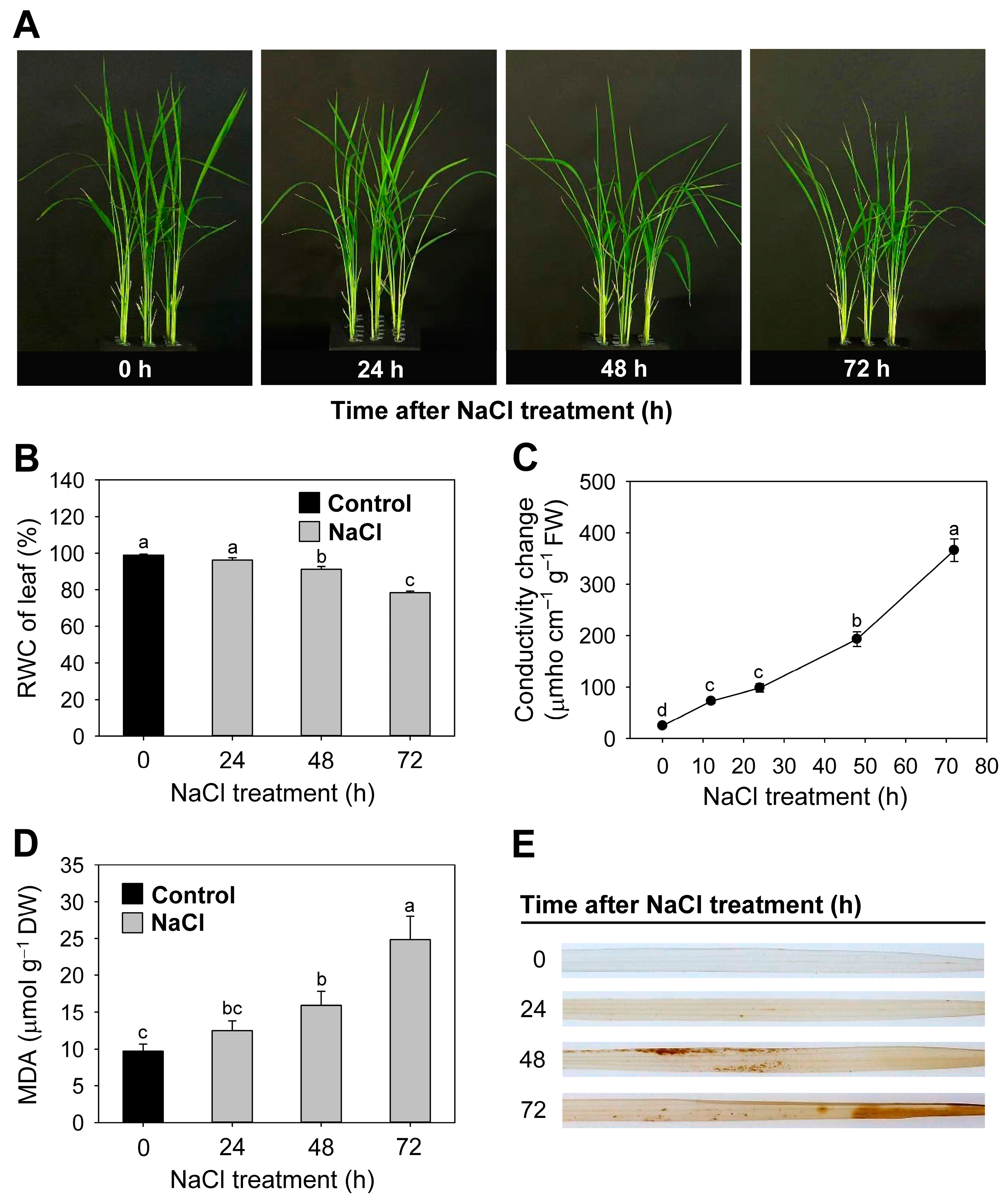 Antioxidants 12 01618 g001 Antioxidants 12 01618 g001
