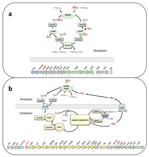 Antioxidants 12 01620 g001
