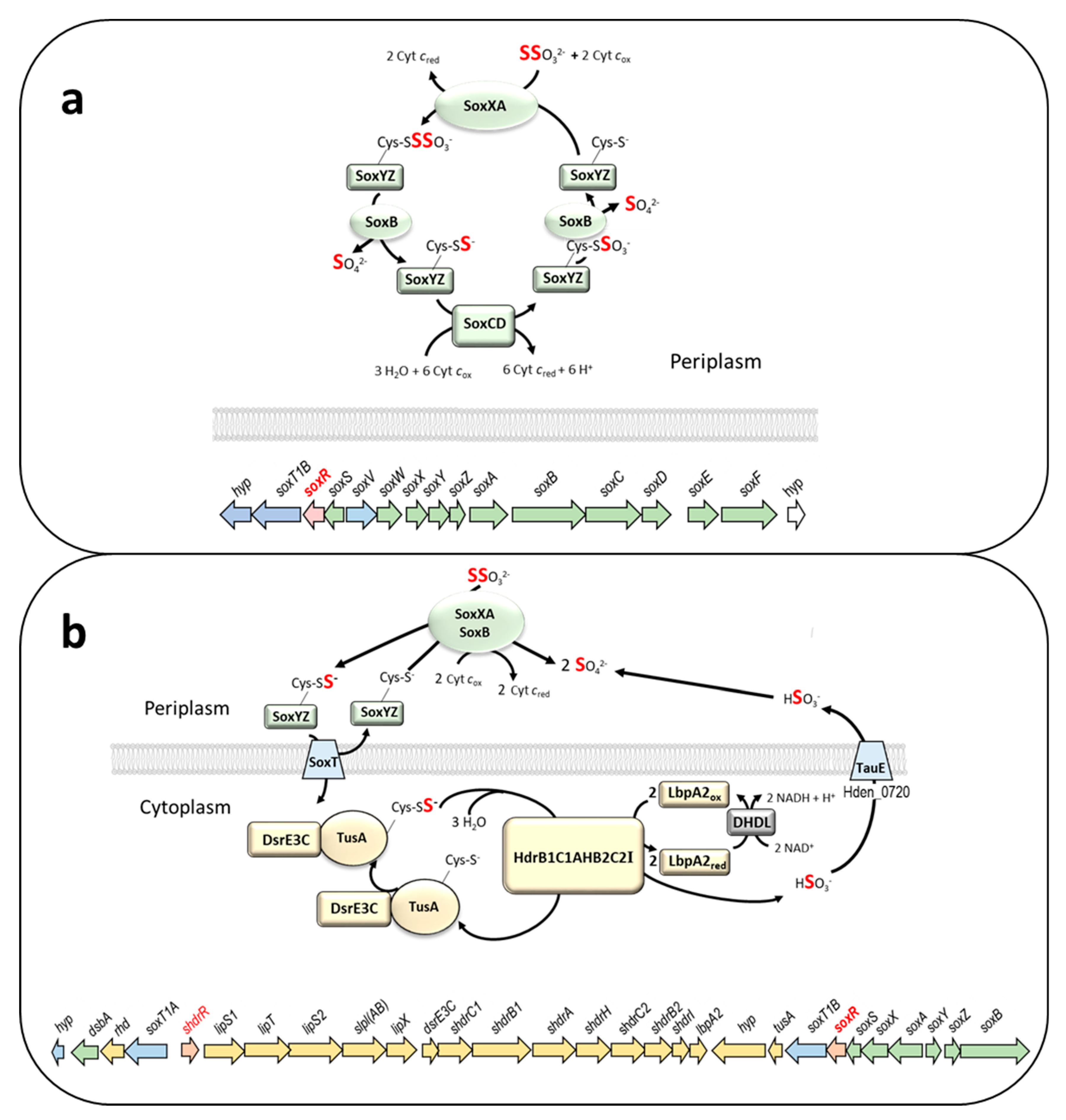 Antioxidants 12 01620 g001