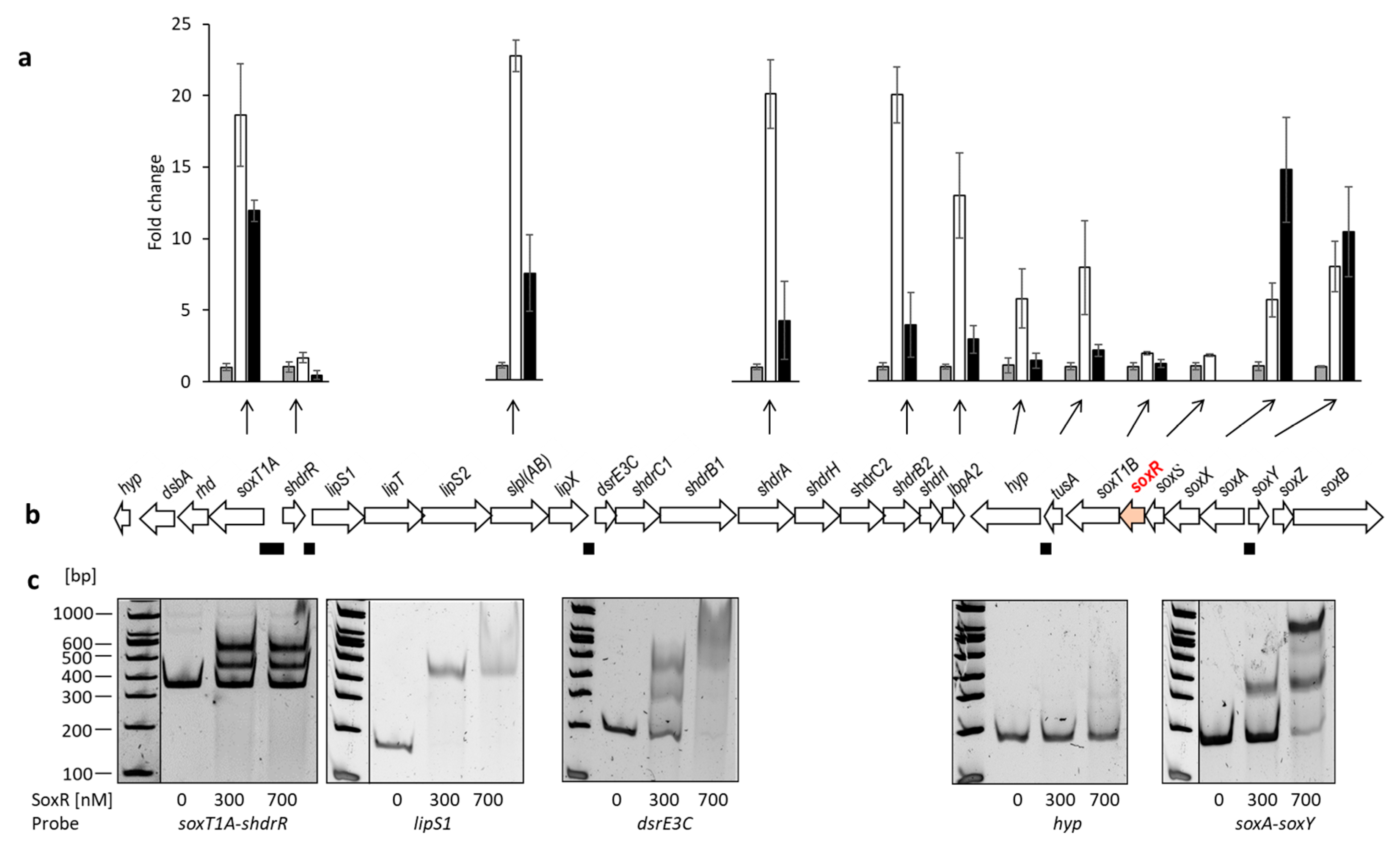 Antioxidants 12 01620 g004