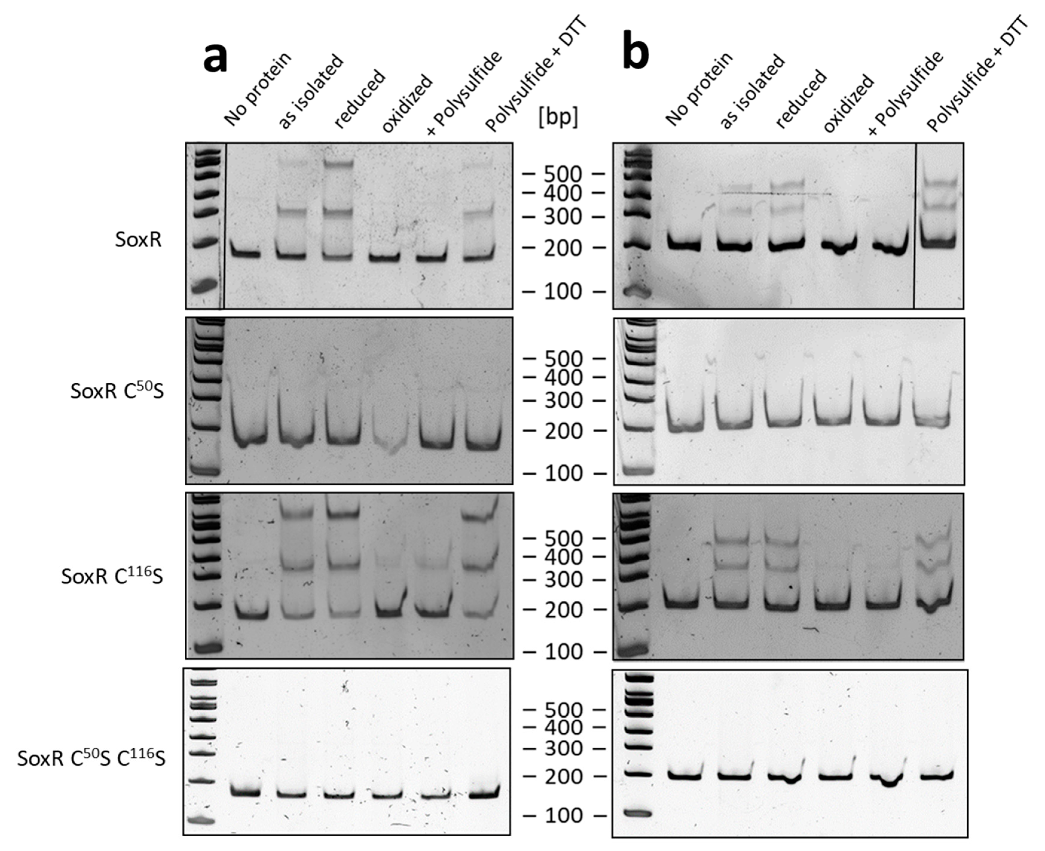 Antioxidants 12 01620 g008