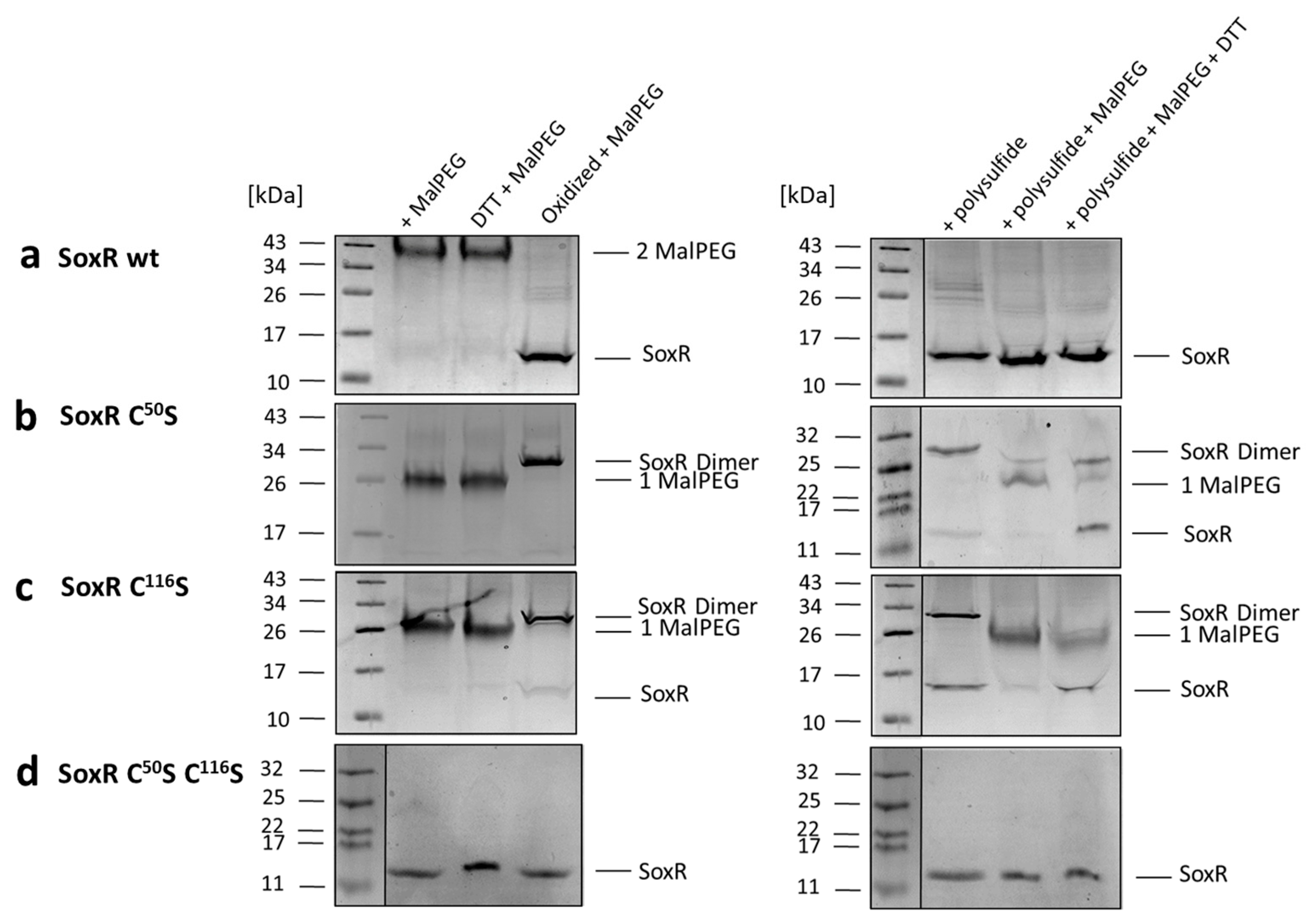 Antioxidants 12 01620 g009