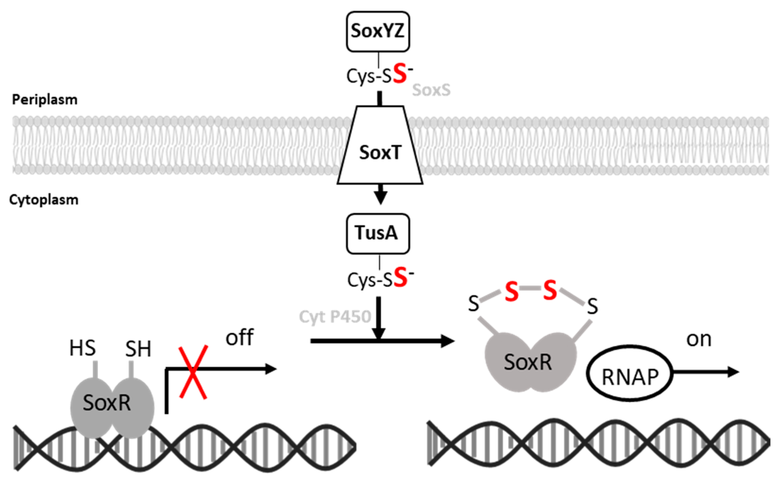 Antioxidants 12 01620 g010