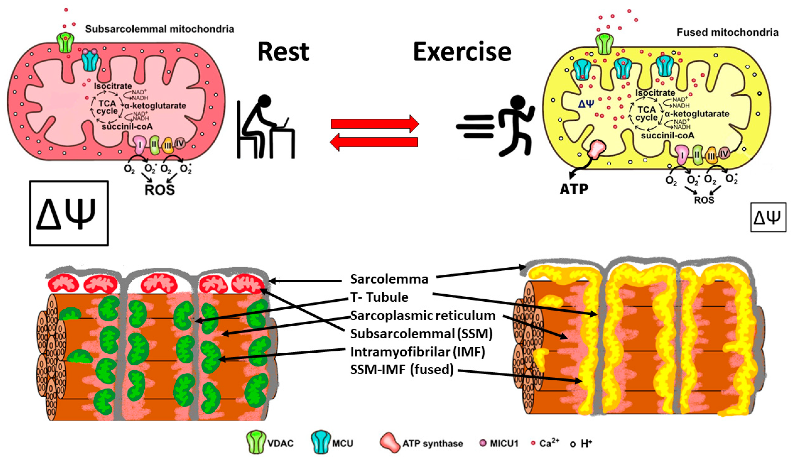 Antioxidants 12 01624 g002