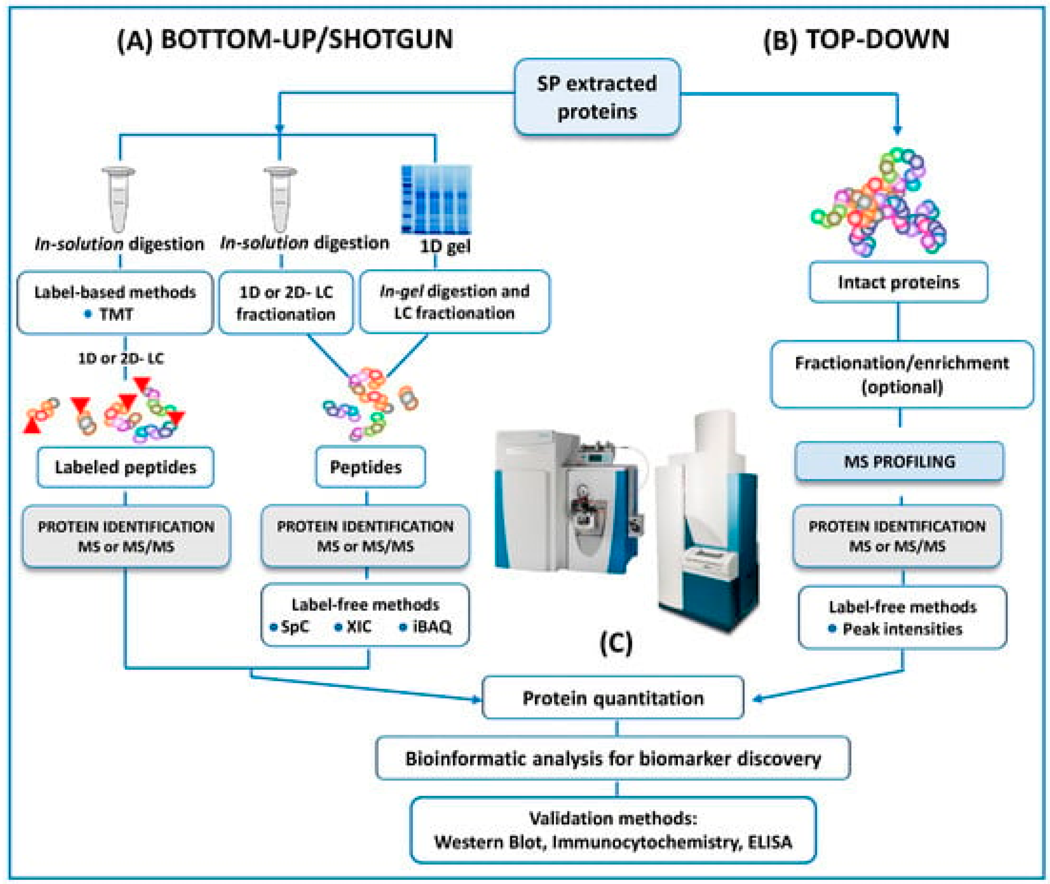 Antioxidants 12 01626 g003