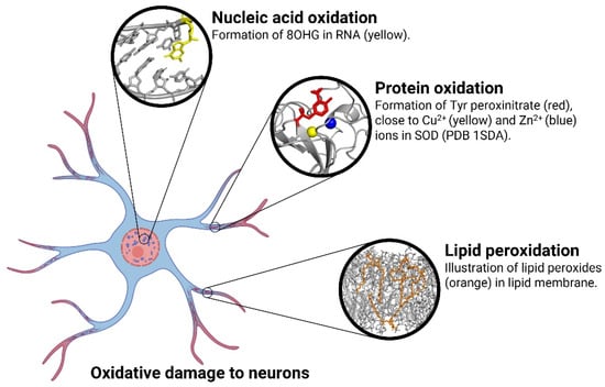 Antioxidants 12 01628 g003