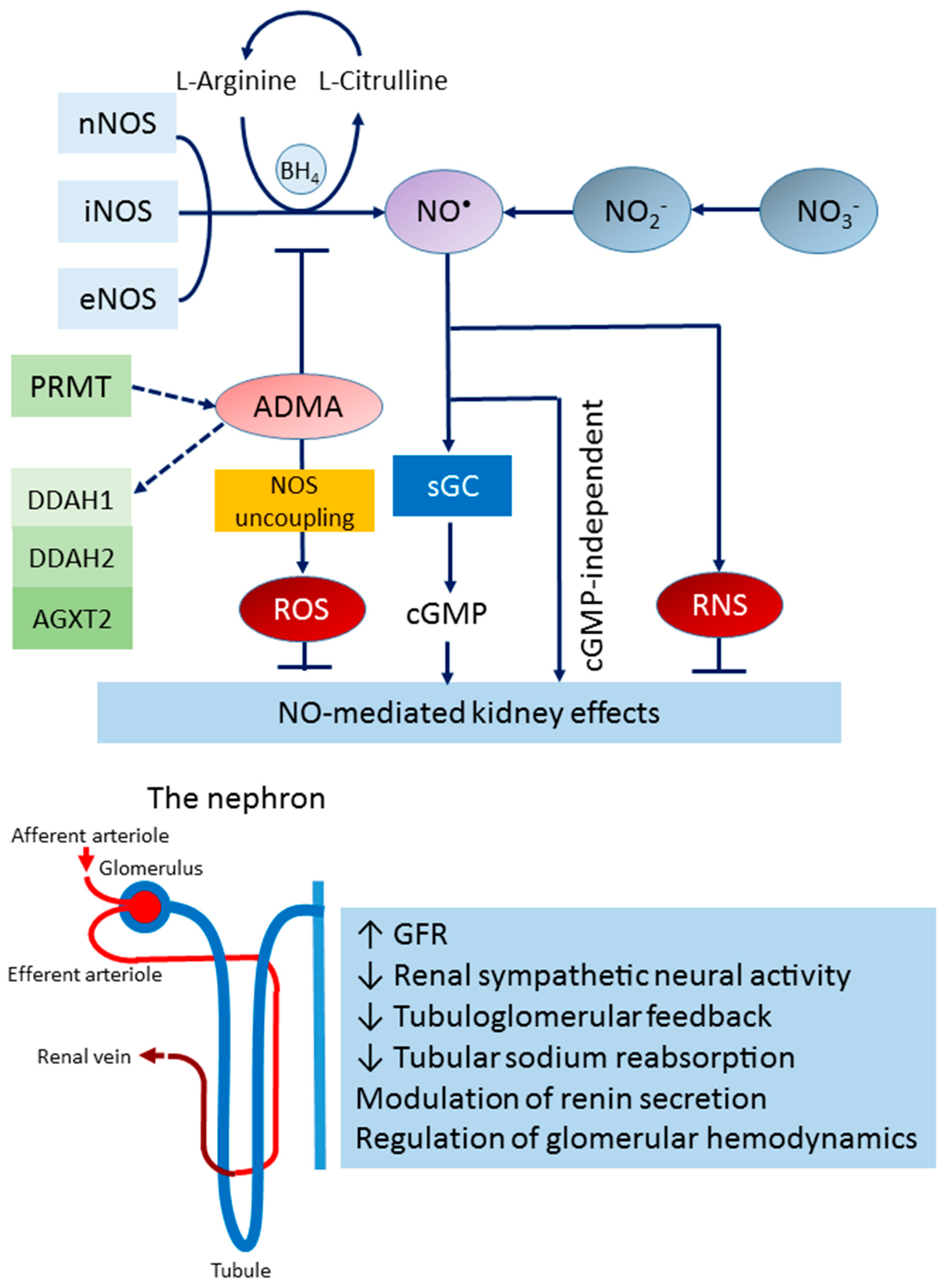Antioxidants 12 01629 g001