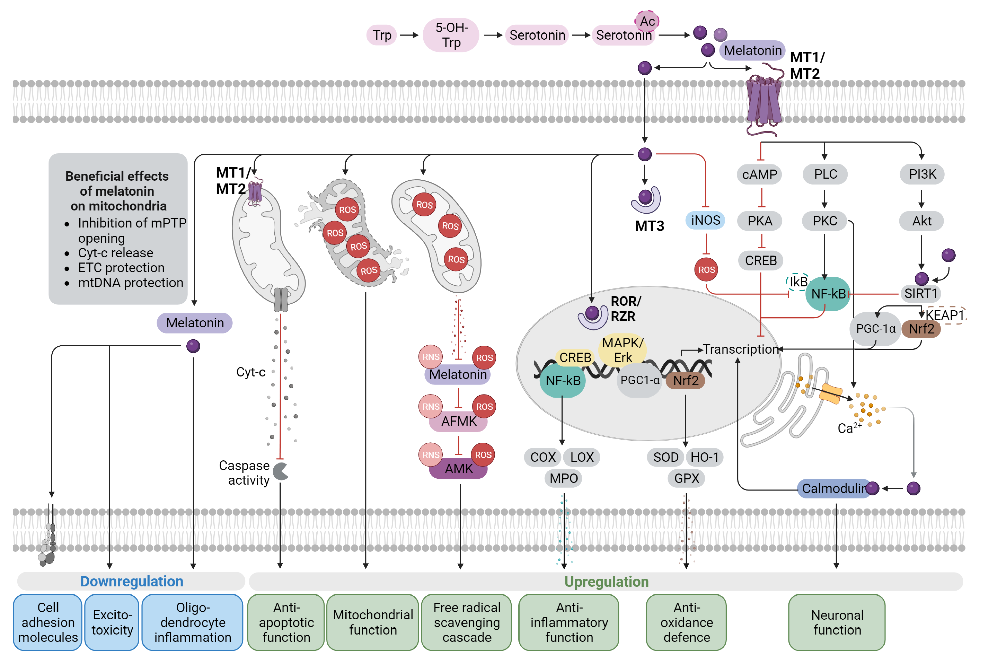 Antioxidants 12 01630 g001