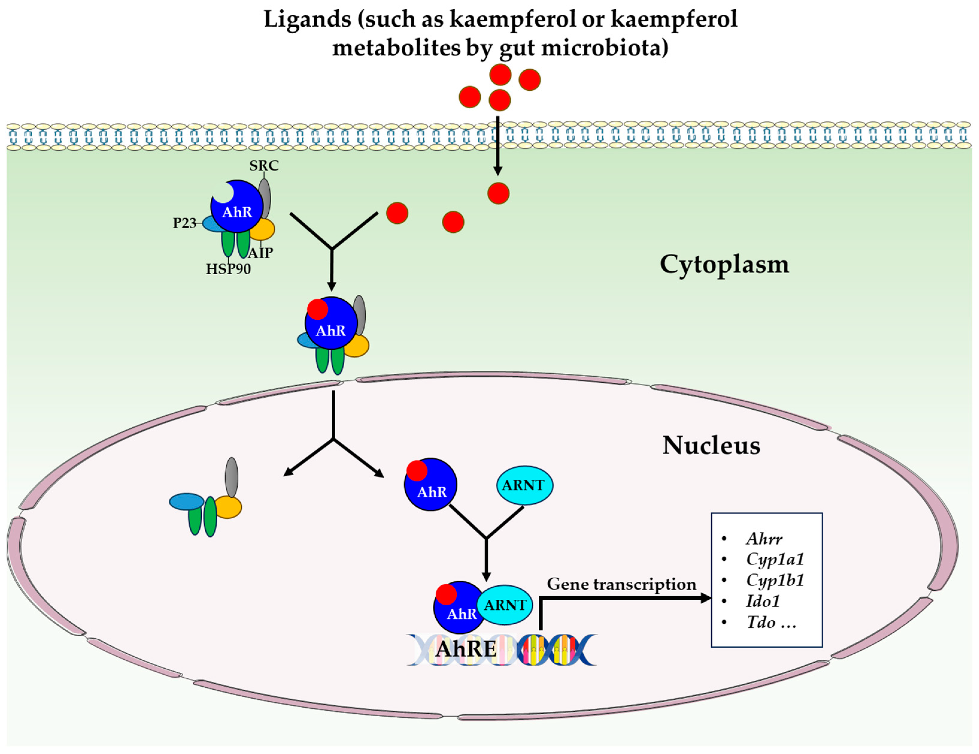 Antioxidants 12 01642 g003
