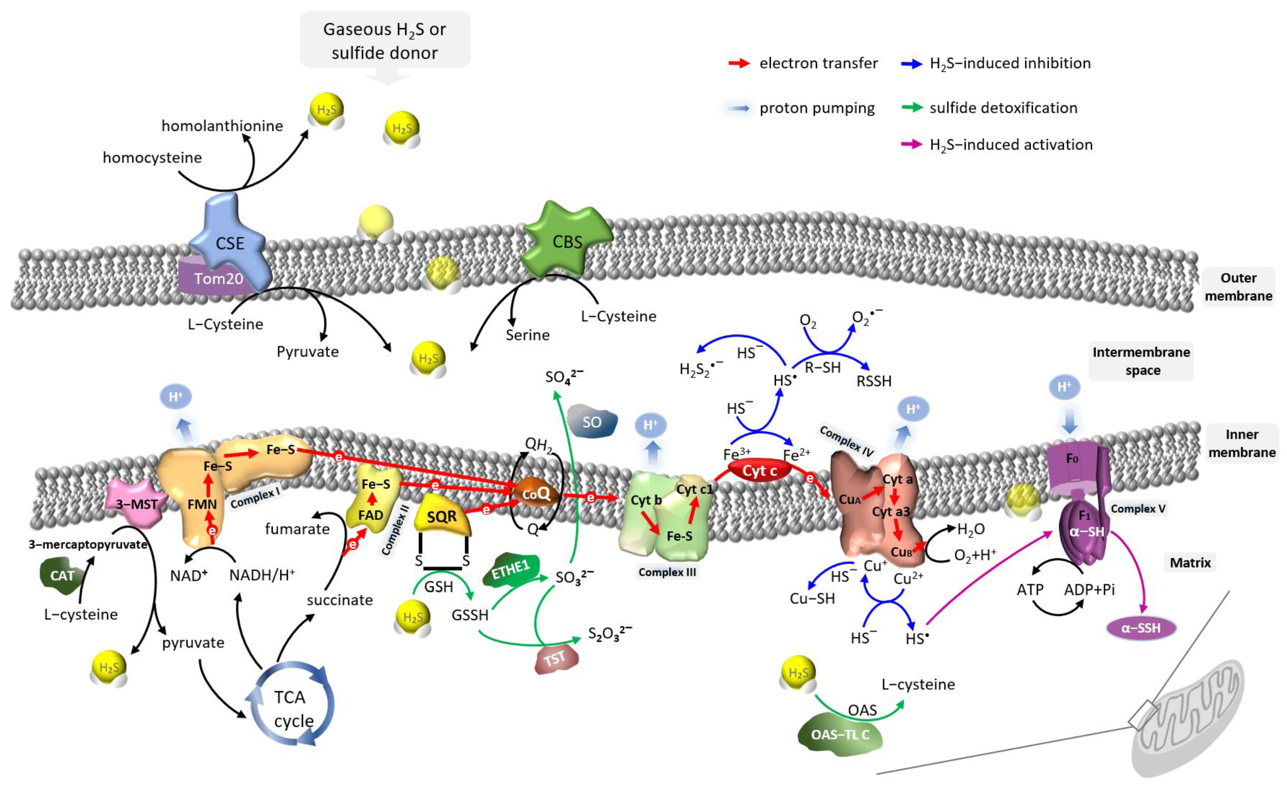 Antioxidants 12 01644 g002