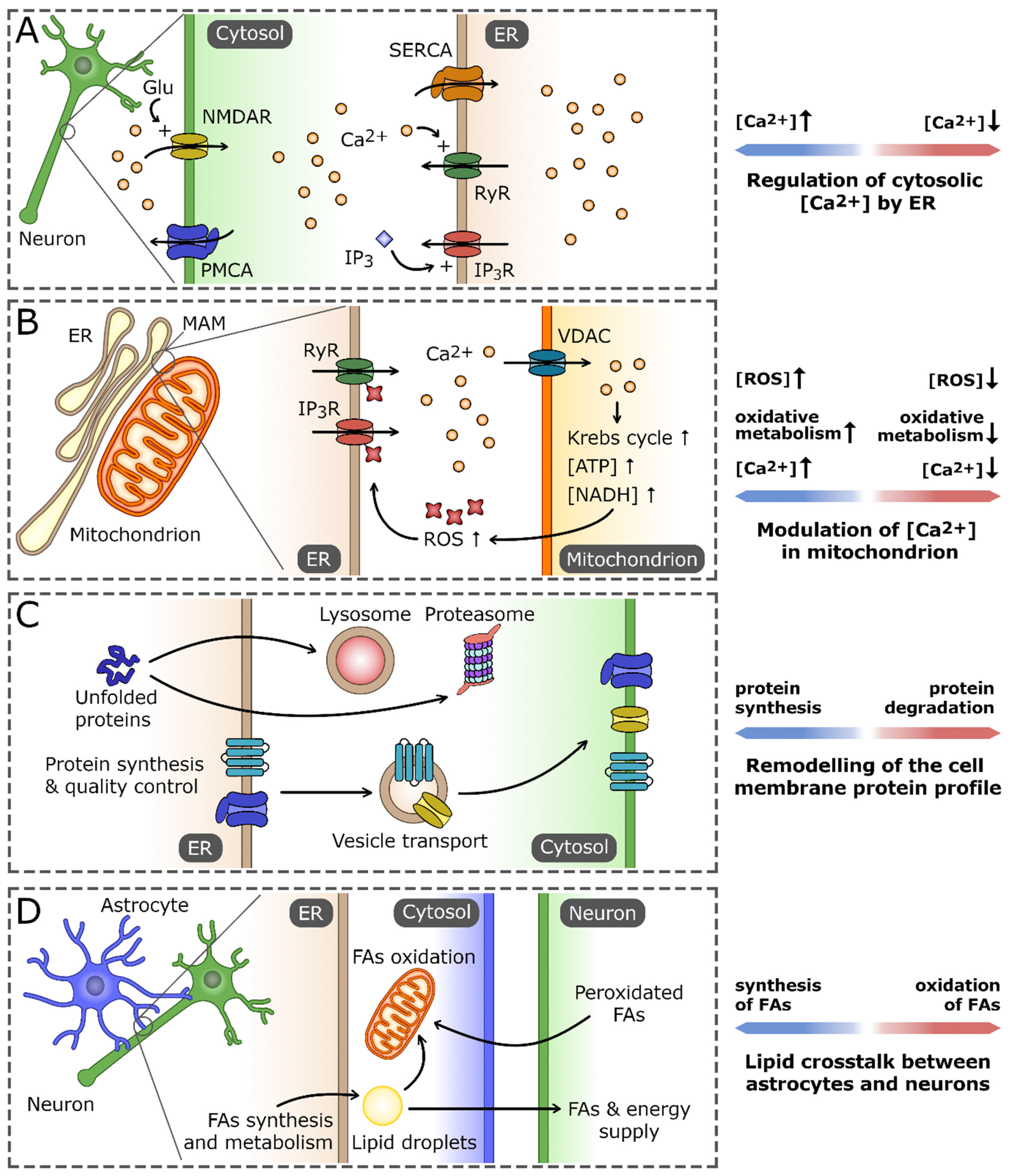 Antioxidants 12 01648 g001 Antioxidants 12 01648 g001
