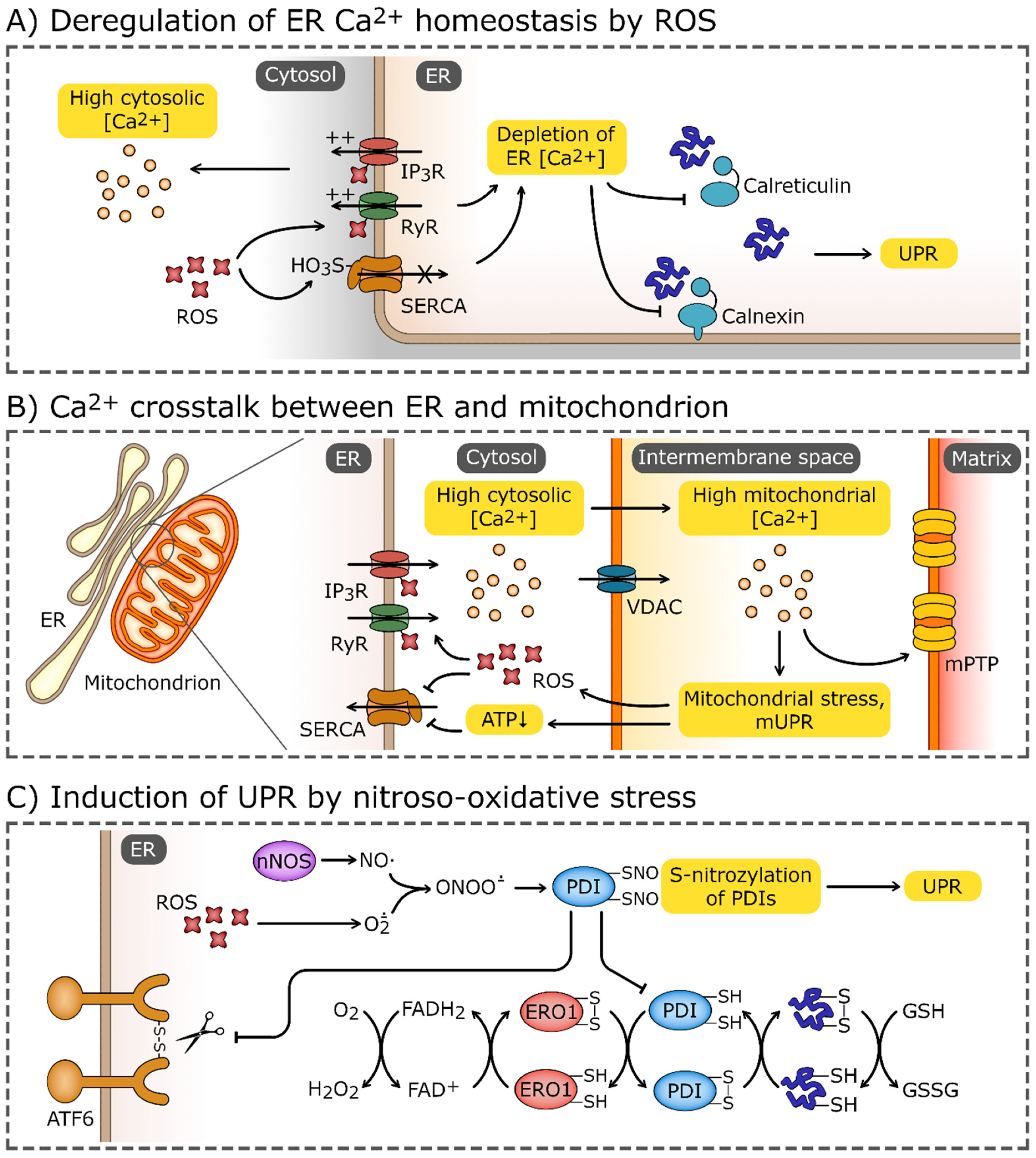 Antioxidants 12 01648 g003 Antioxidants 12 01648 g003