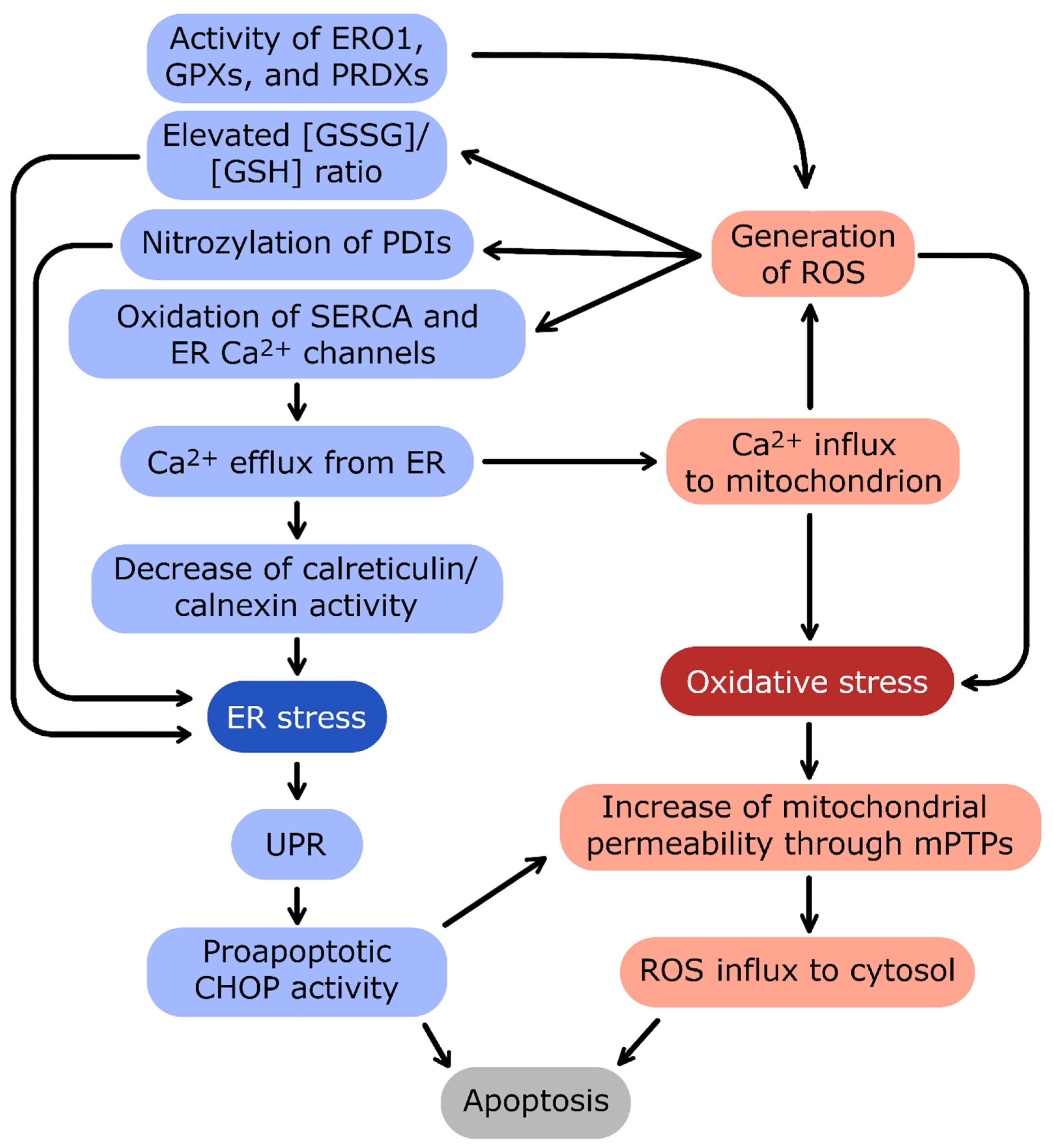Antioxidants 12 01648 g004 Antioxidants 12 01648 g004