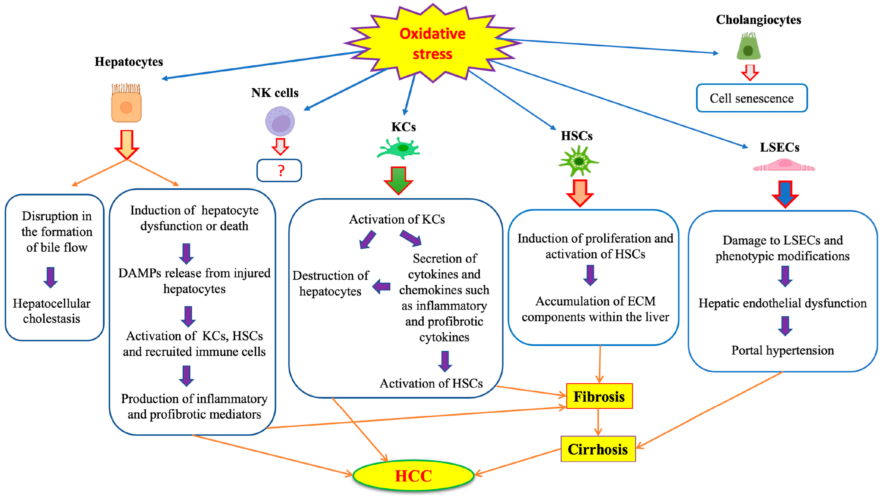 Antioxidants 12 01653 g003