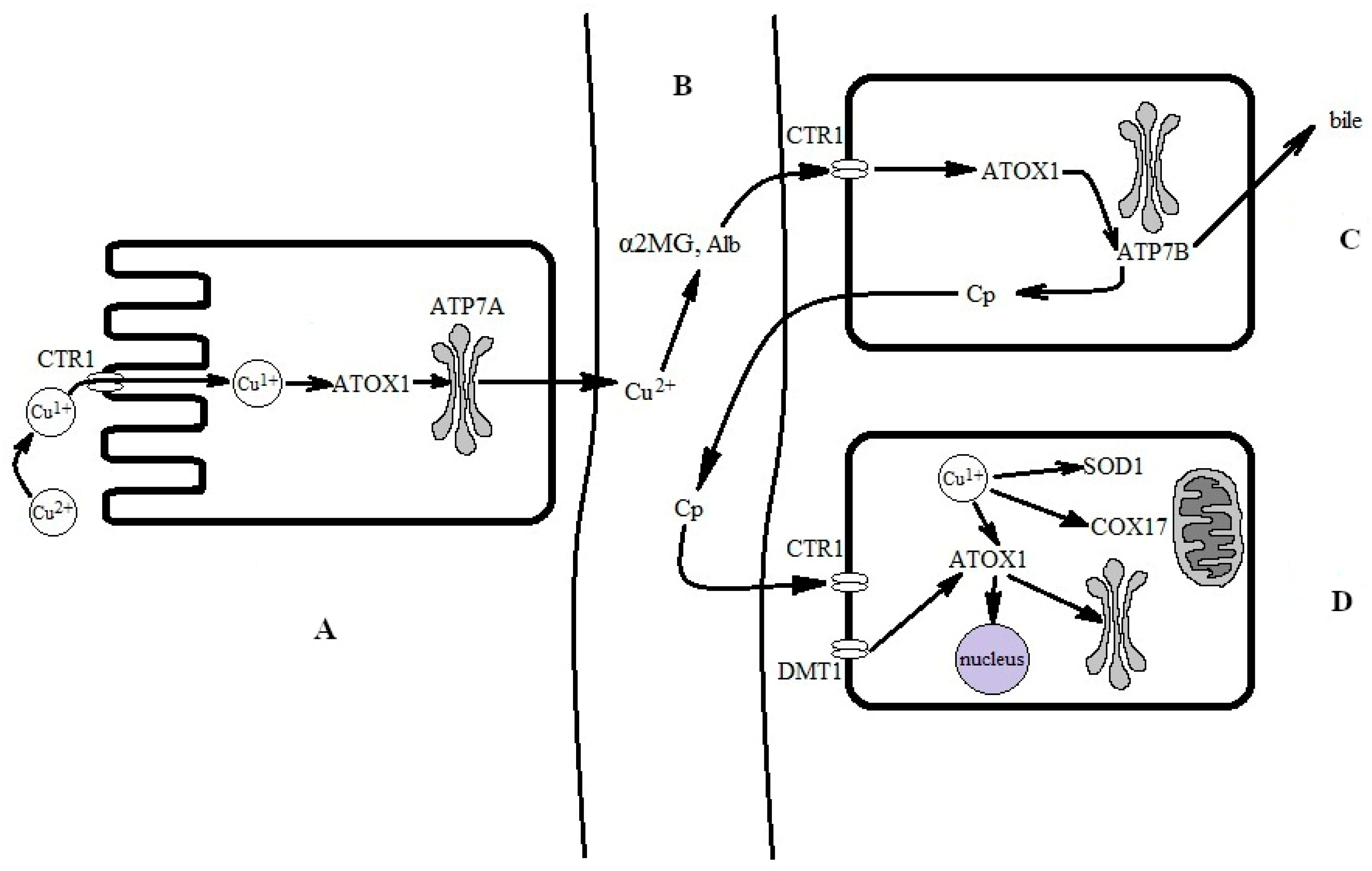 Antioxidants 12 01654 g002