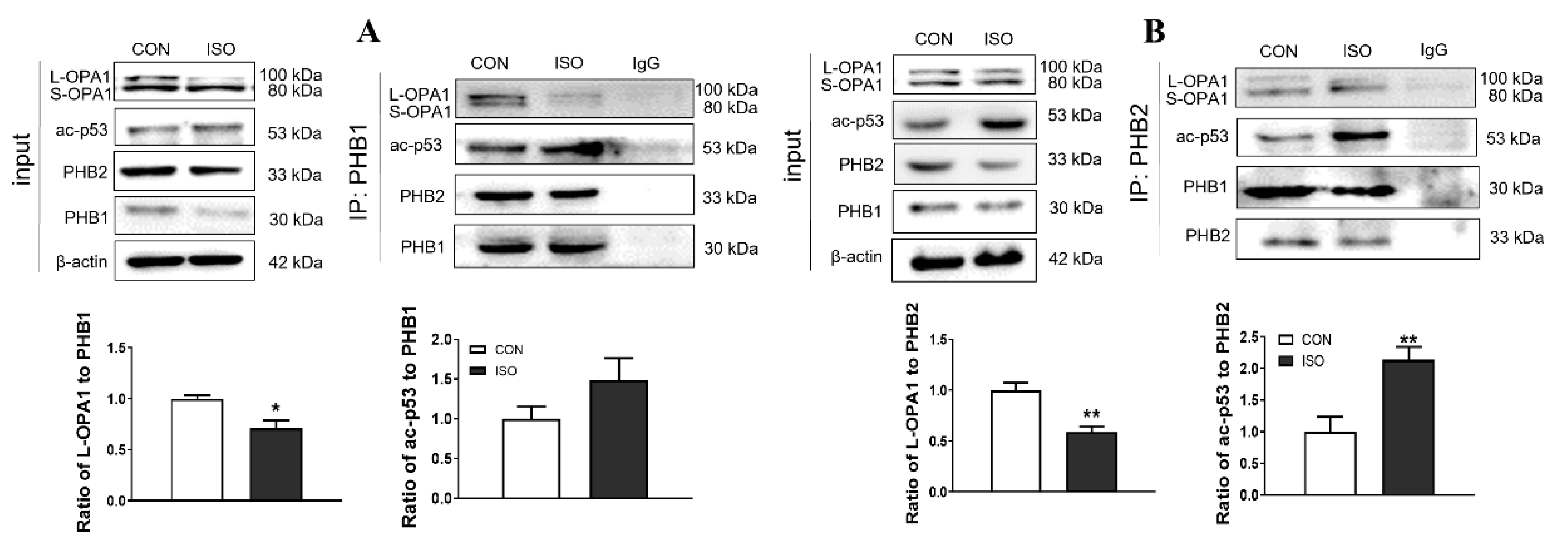 Antioxidants 12 01657 g006