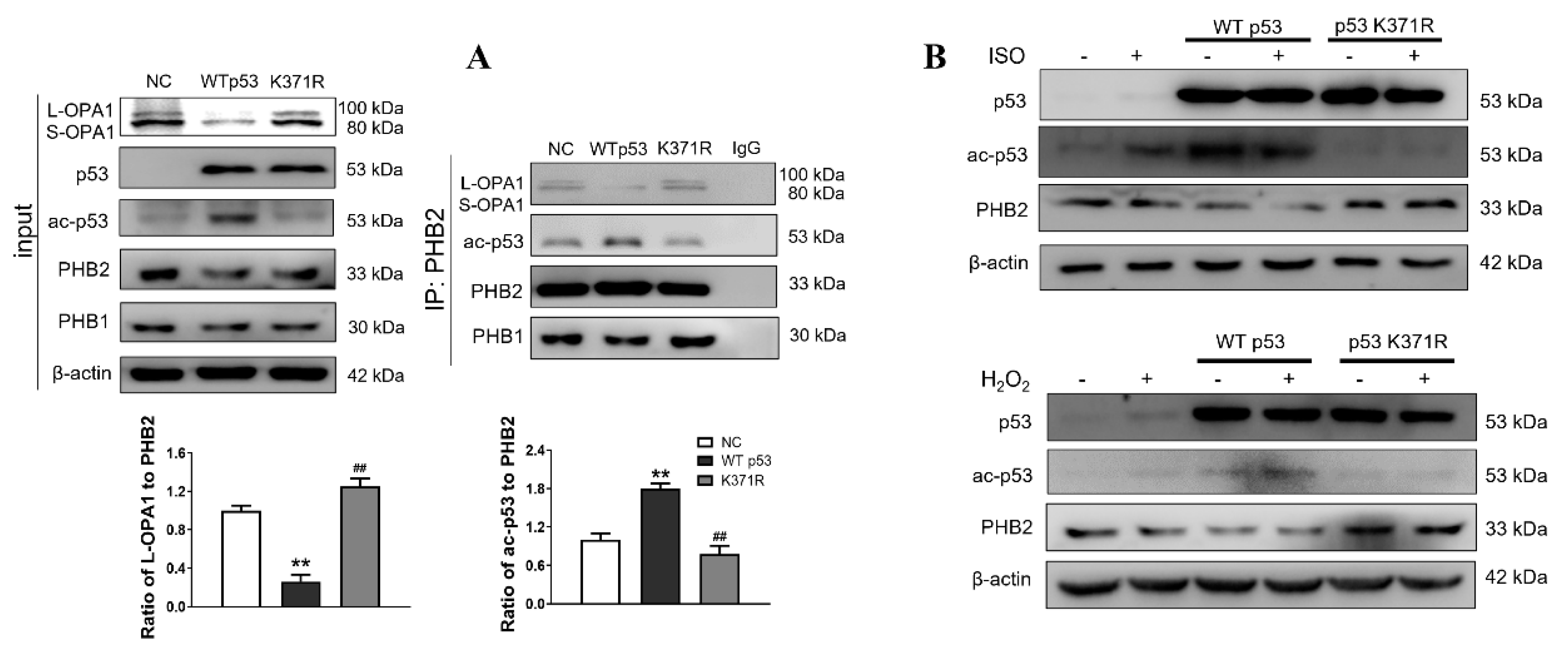 Antioxidants 12 01657 g007