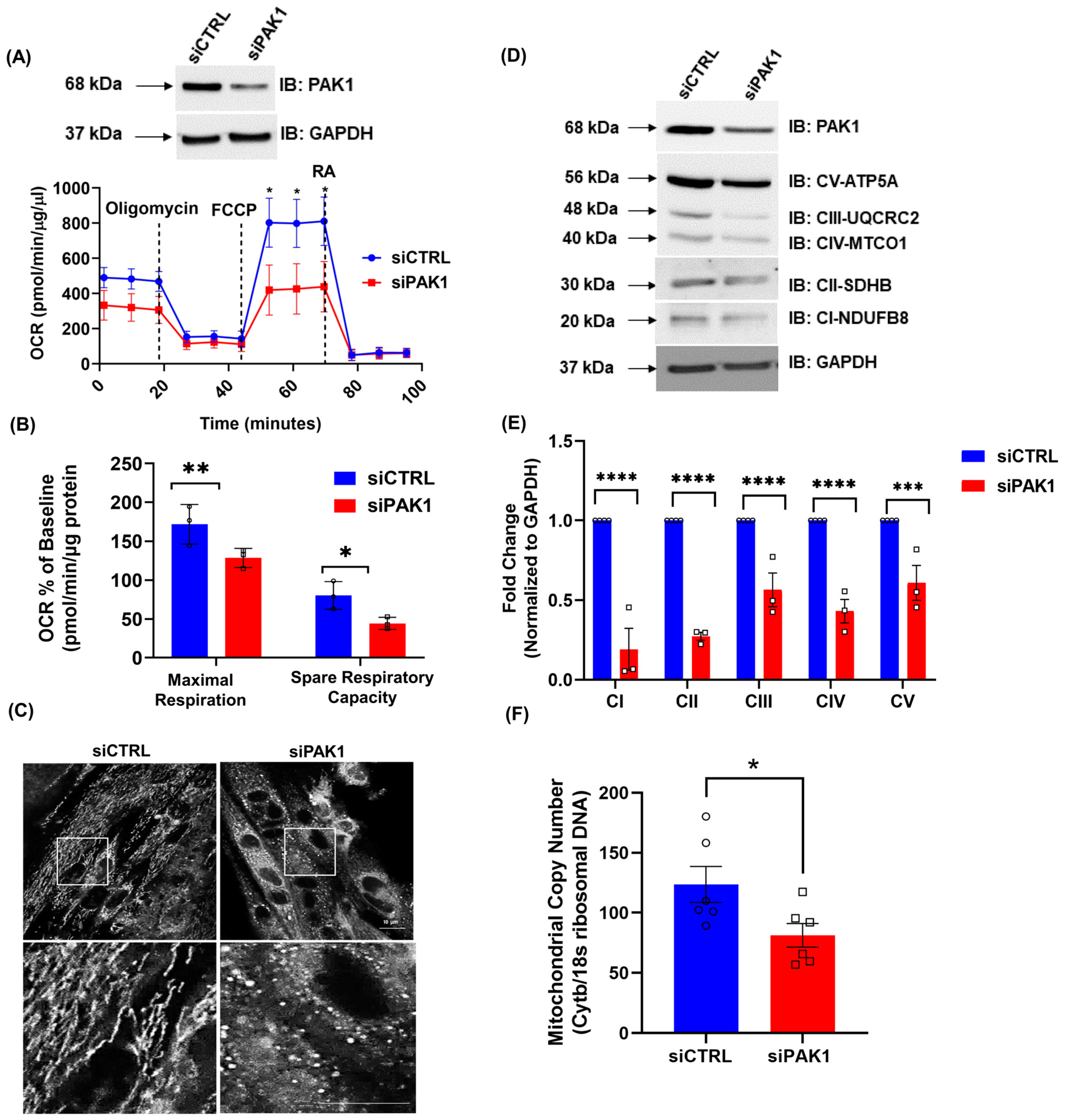 Antioxidants 12 01658 g001