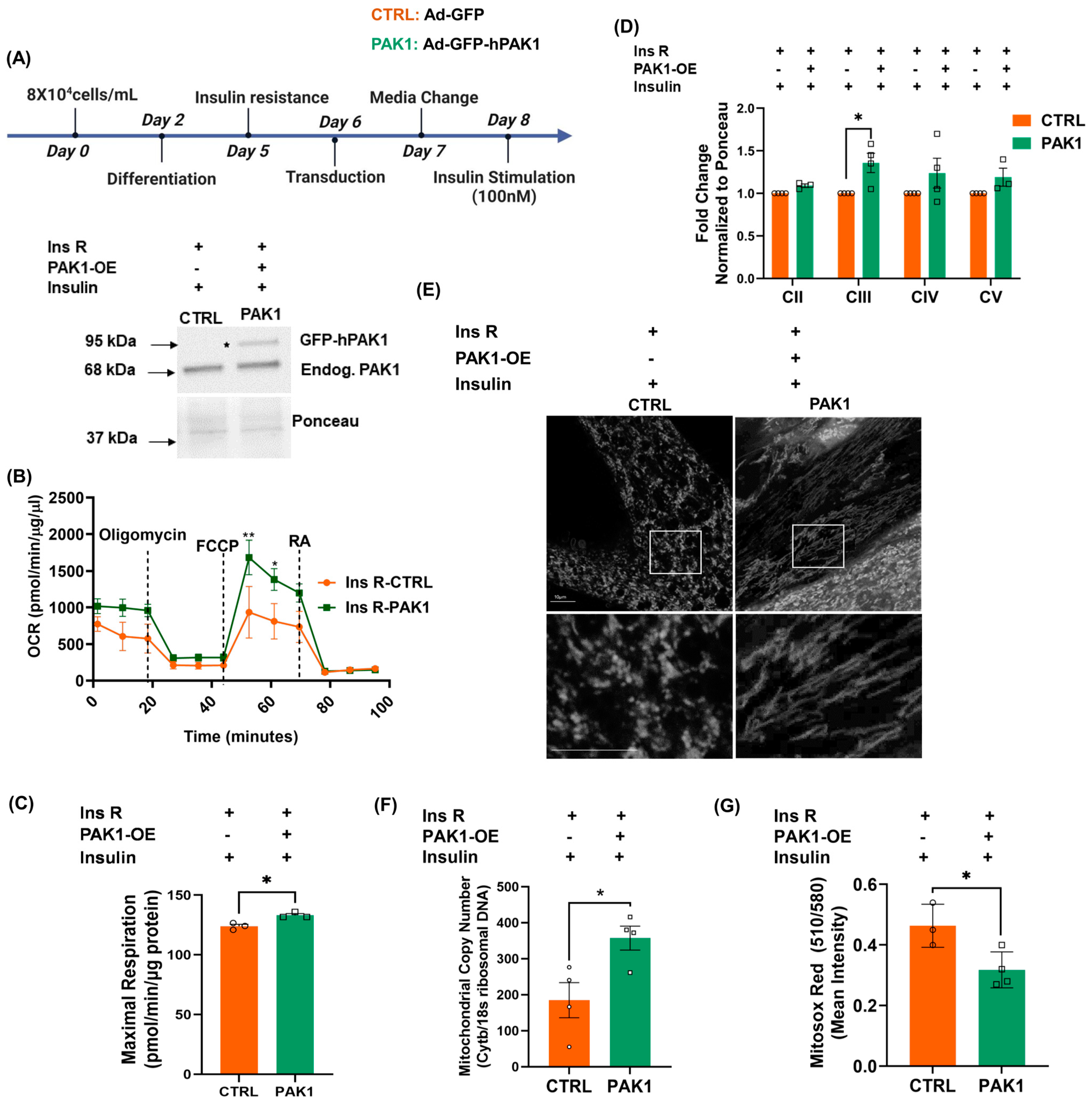 Antioxidants 12 01658 g002