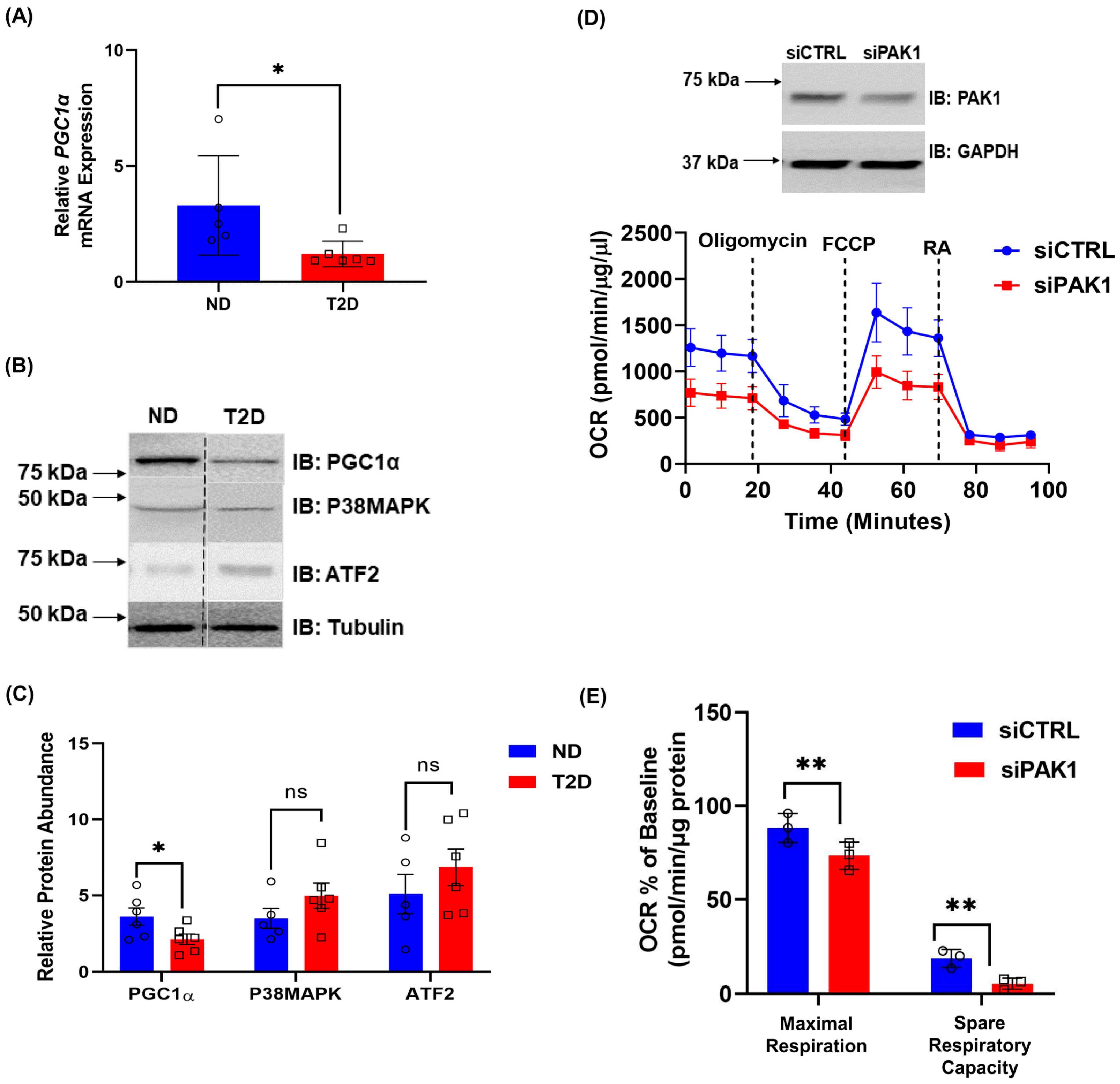 Antioxidants 12 01658 g006
