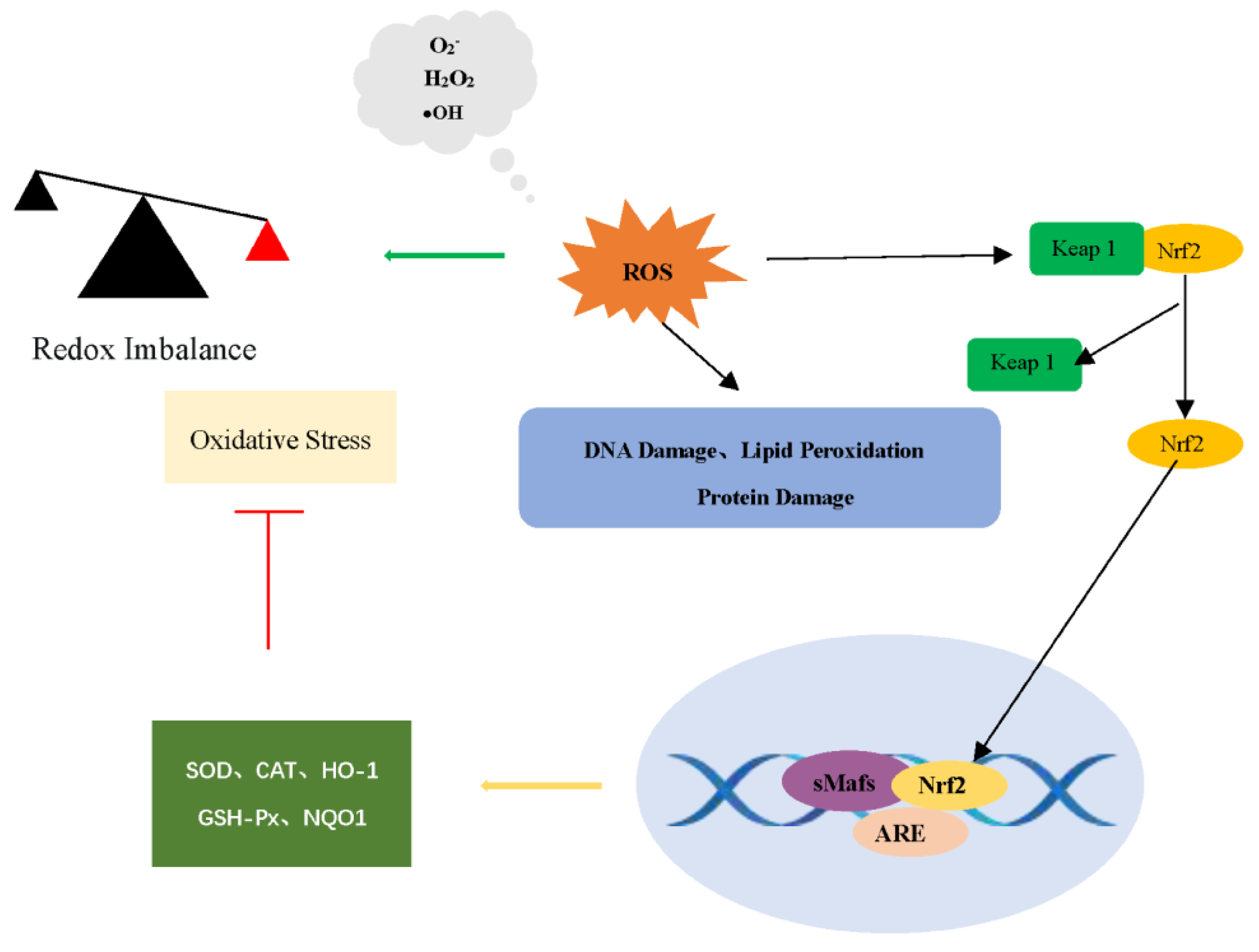 Antioxidants 12 01677 g005