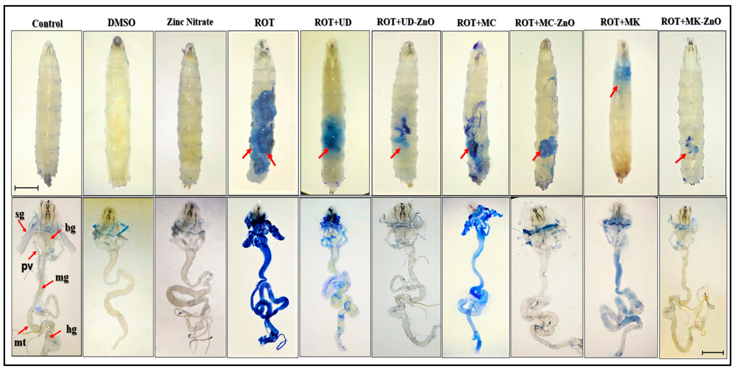 Antioxidants 12 01679 g011